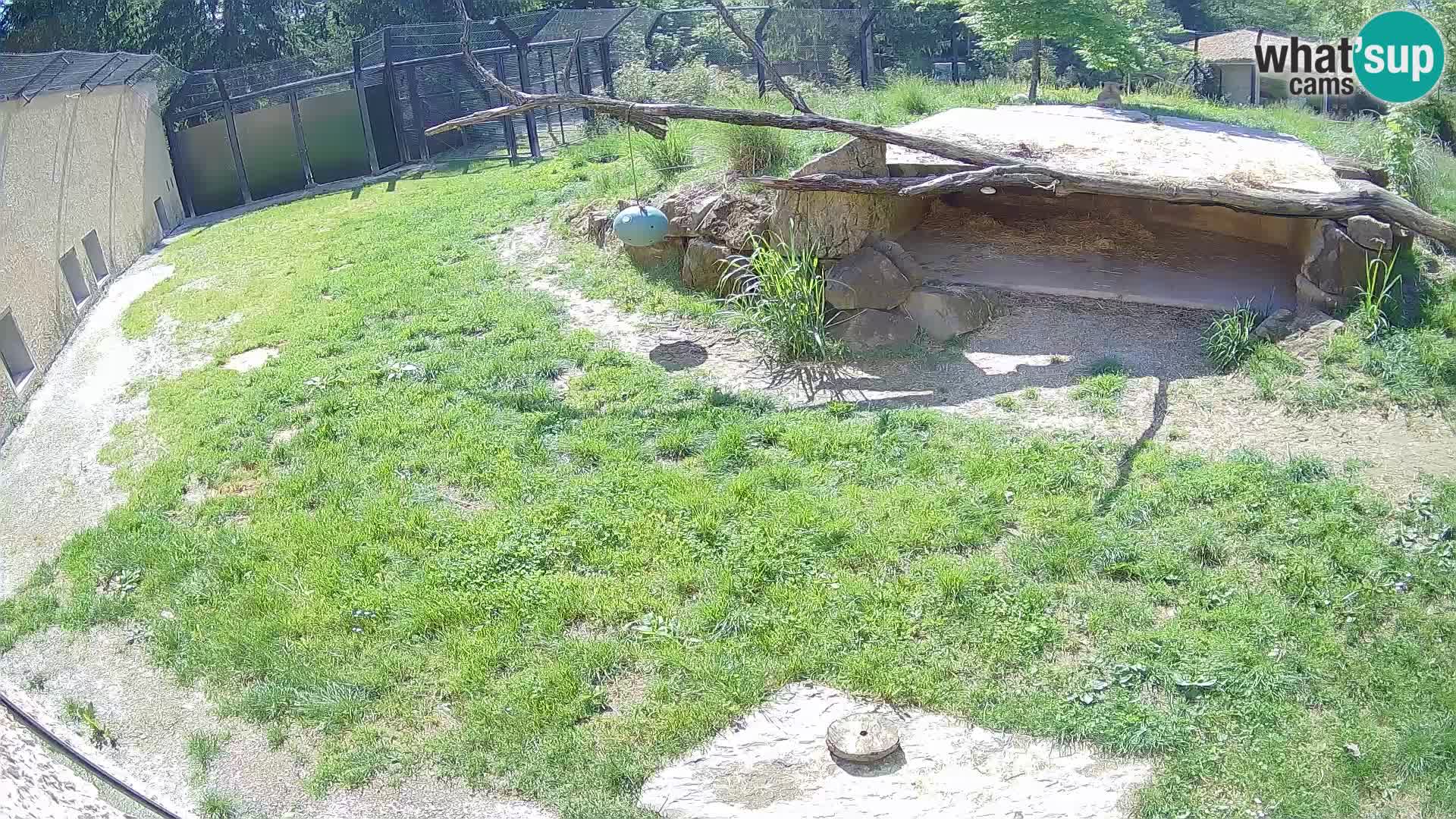LEVI spletna kamera v živalskem vrtu Ljubljana Zoo