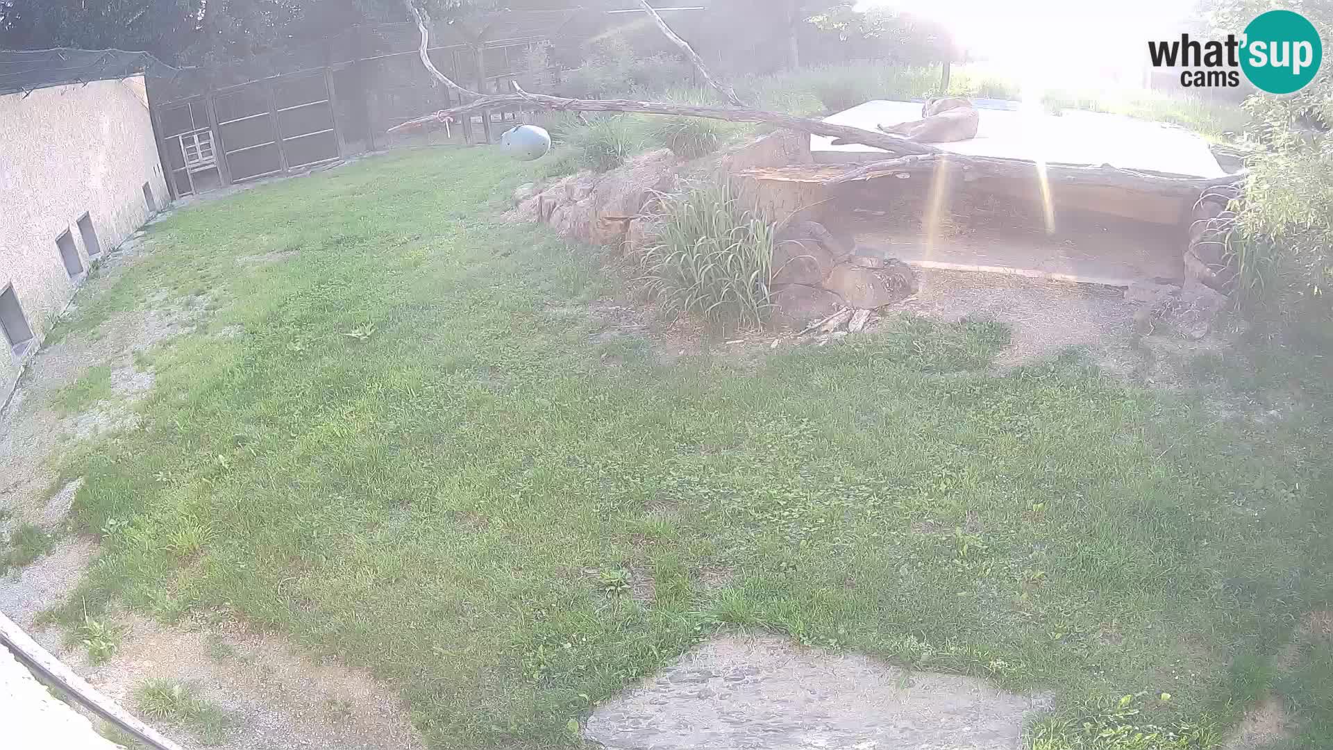 LEON Webcam en vivo en Ljubljana Zoo – Eslovenia