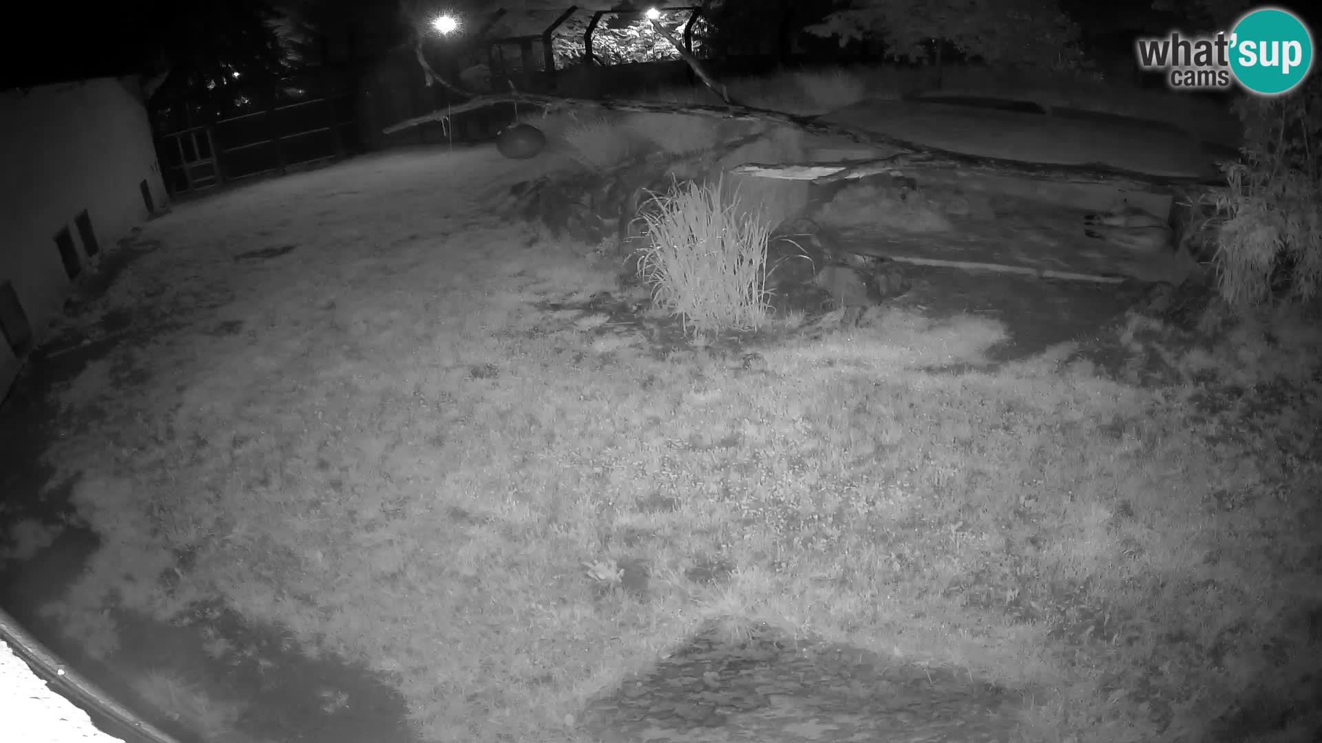LION webcam en direct du zoo de Ljubljana – Slovénie