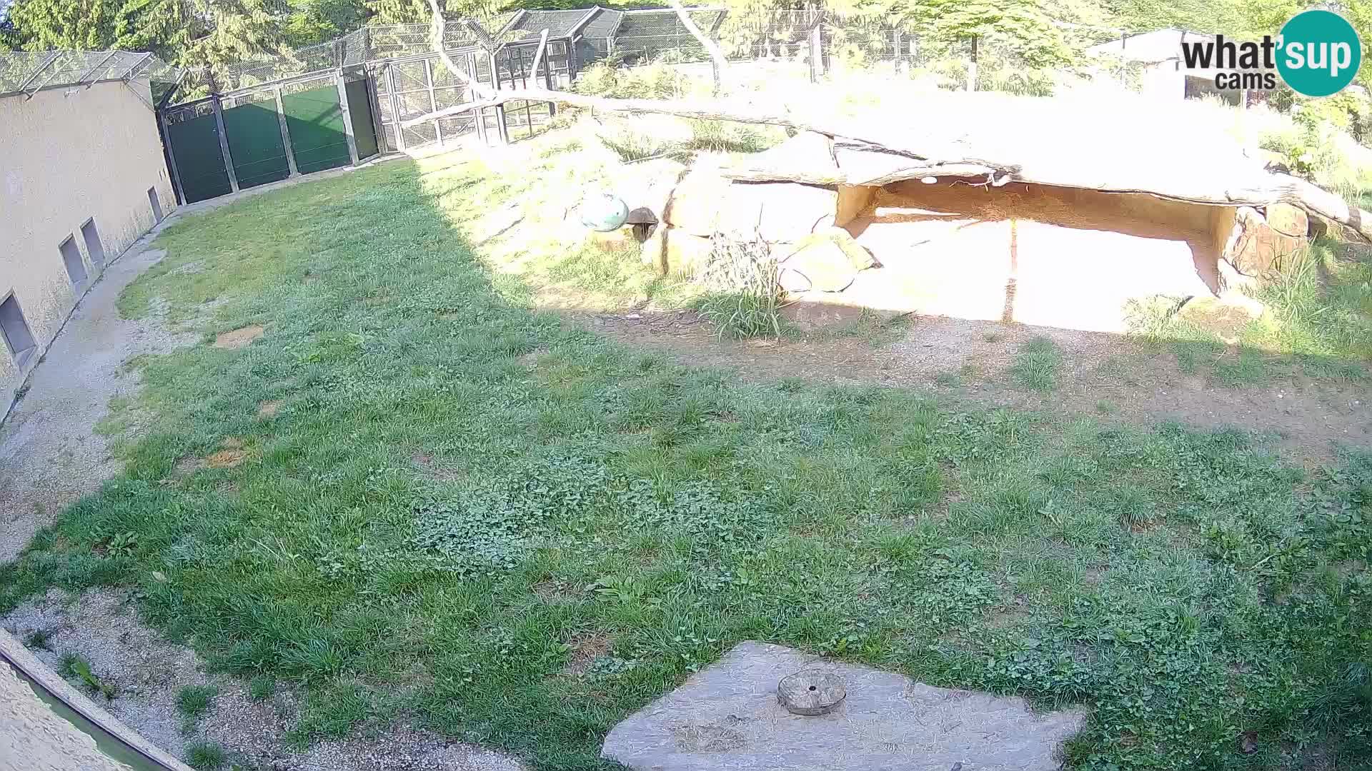 LEONE live Webcam nello zoo di Lubiana – Slovenia