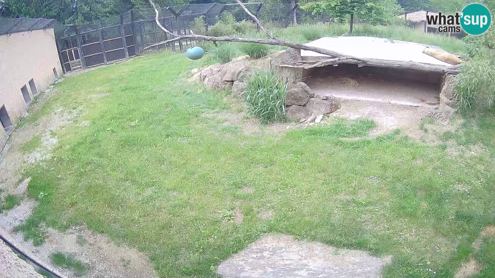 LEONE live Webcam nello zoo di Lubiana – Slovenia