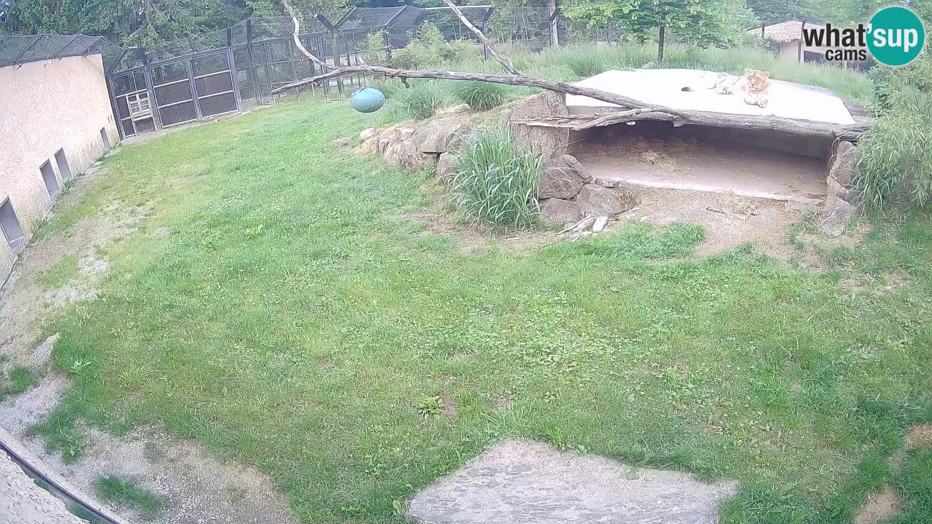 LION live Webcam in Ljubljana Zoo – Slovenia