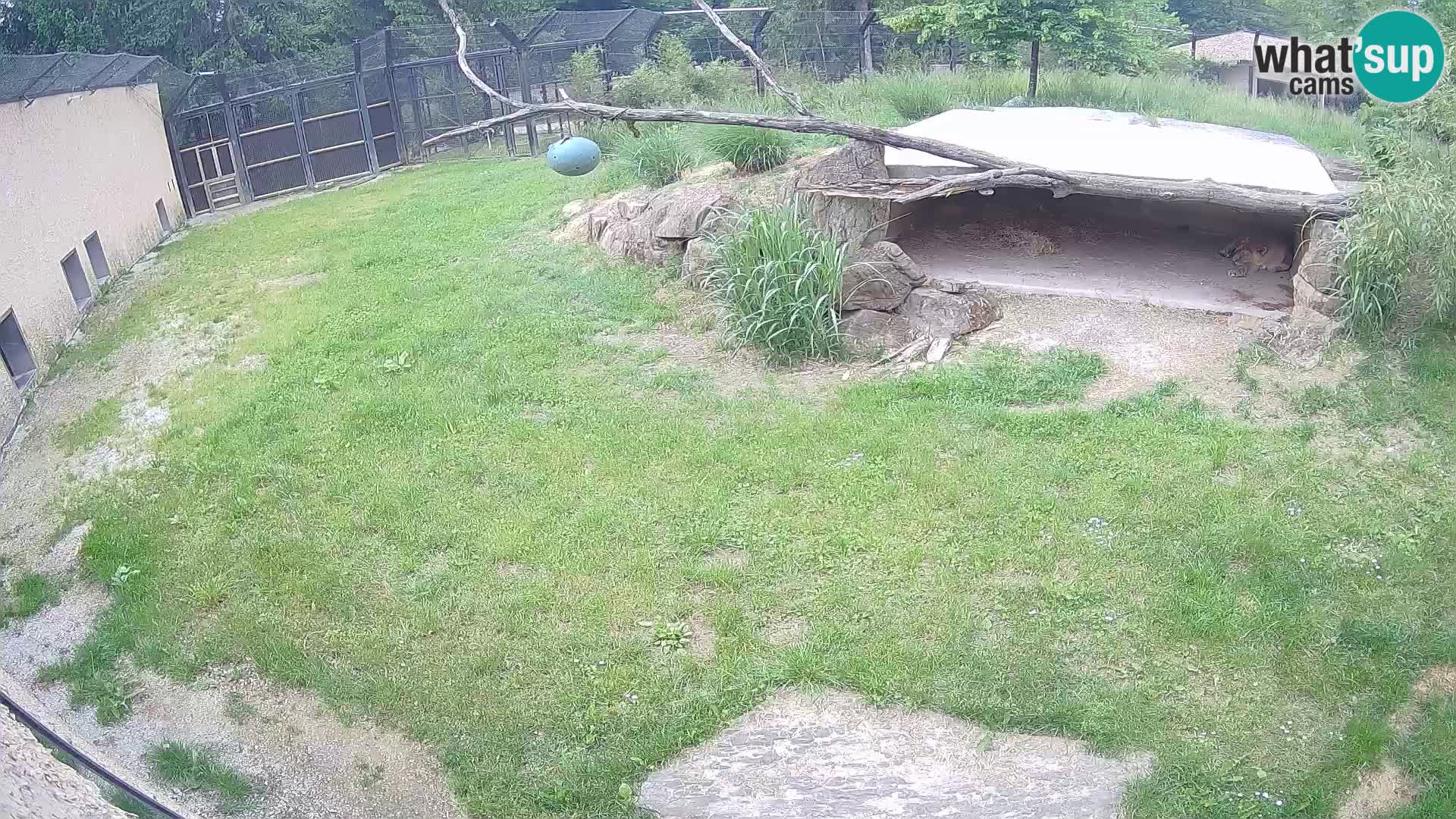 Löwe live Webcam im Zoo von Ljubljana – Slowenien