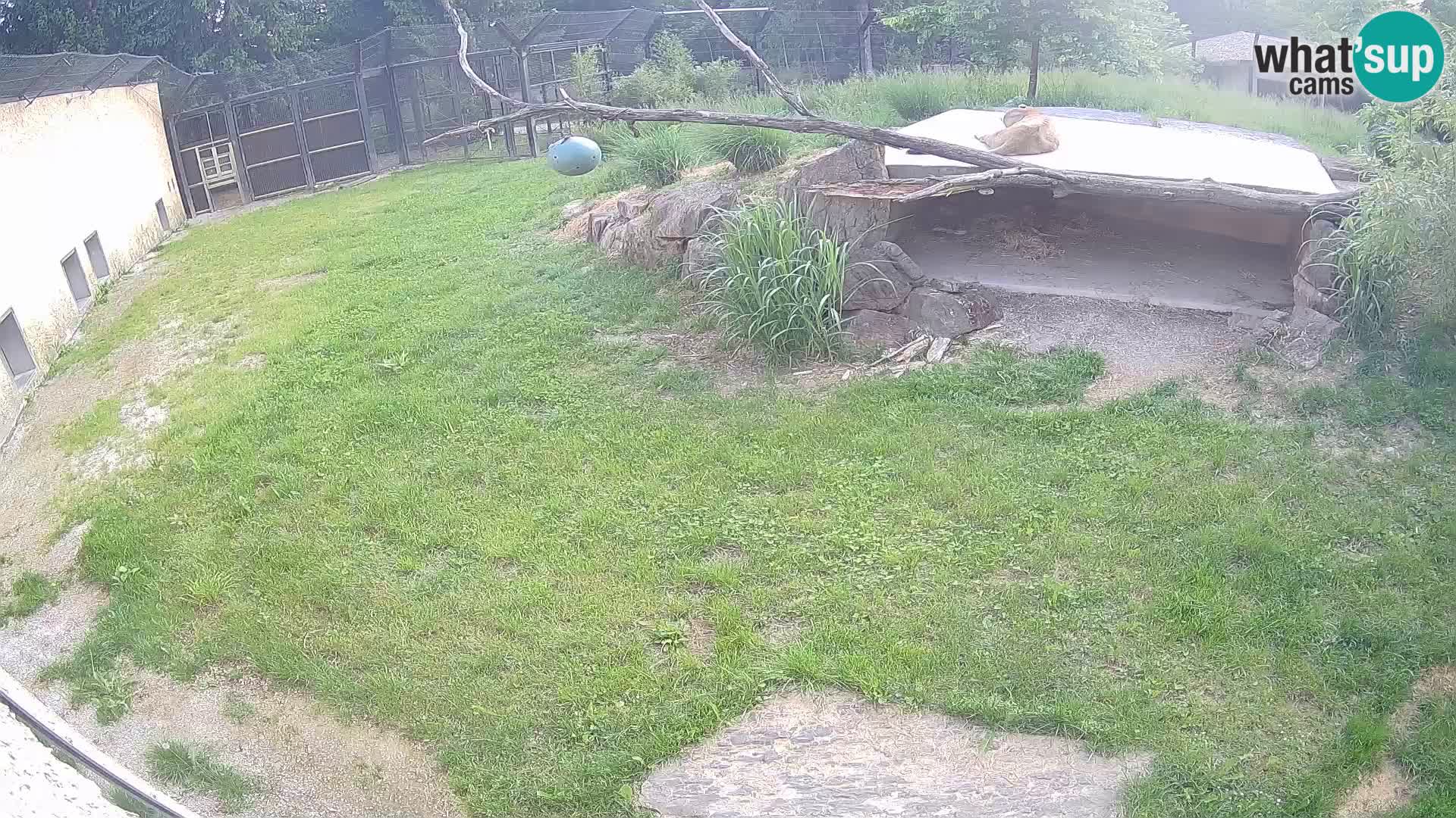 LION live Webcam in Ljubljana Zoo – Slovenia