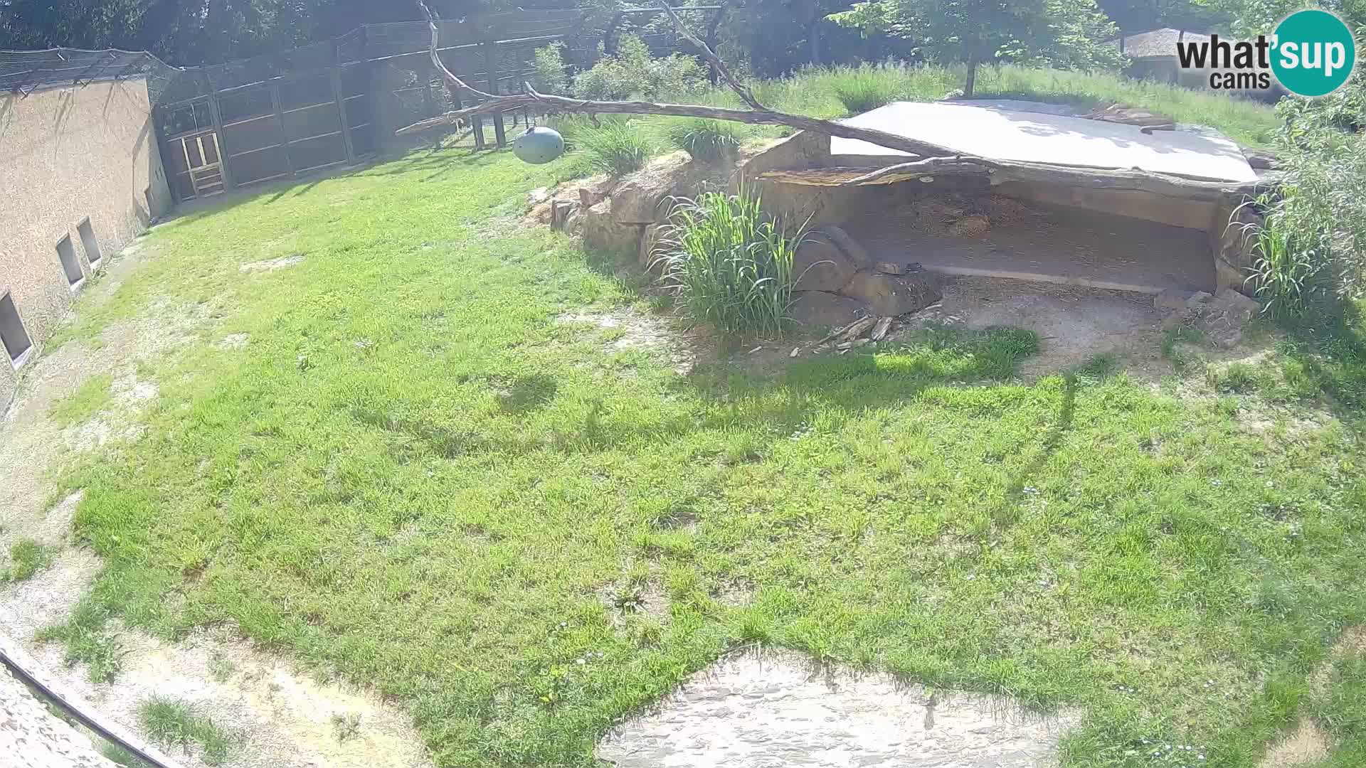 LEVI spletna kamera v živalskem vrtu Ljubljana Zoo
