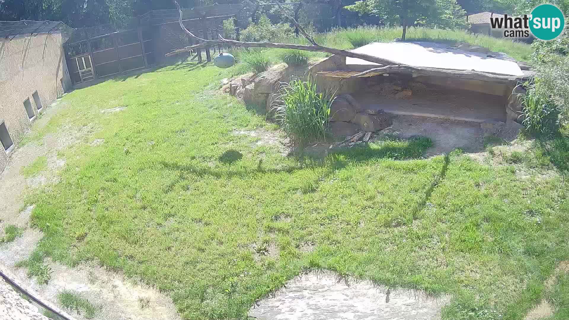 Löwe live Webcam im Zoo von Ljubljana – Slowenien