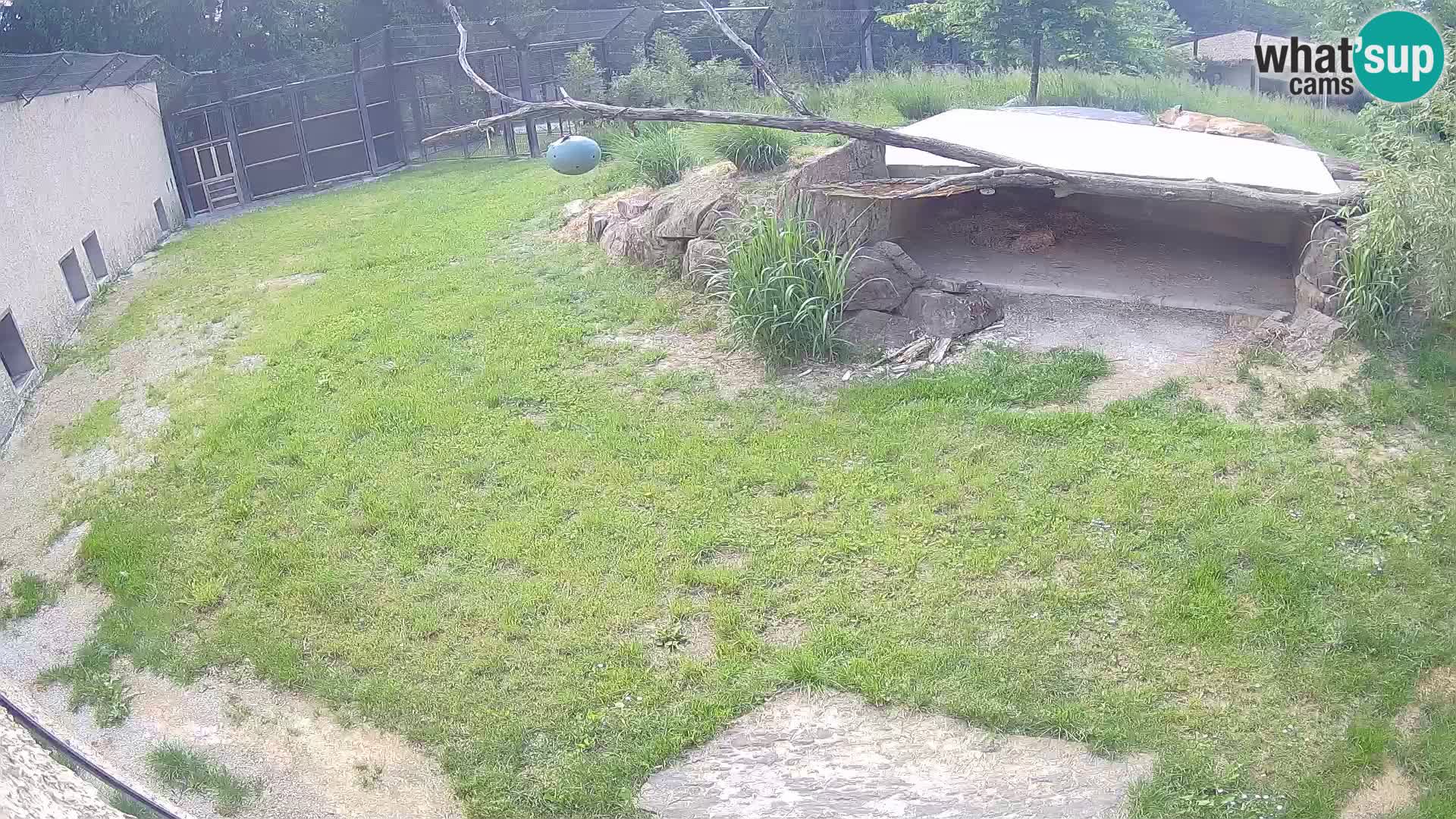 LEONE live Webcam nello zoo di Lubiana – Slovenia