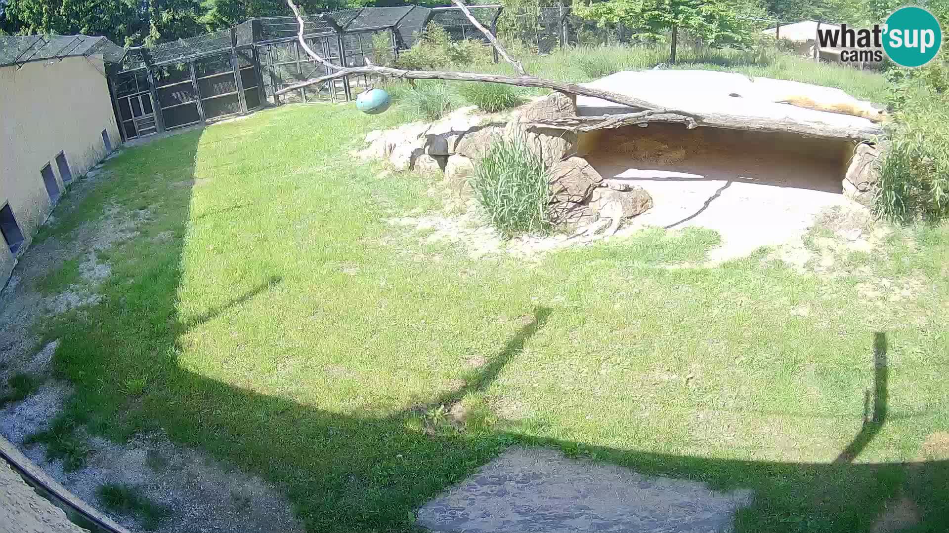 LION live Webcam in Ljubljana Zoo – Slovenia