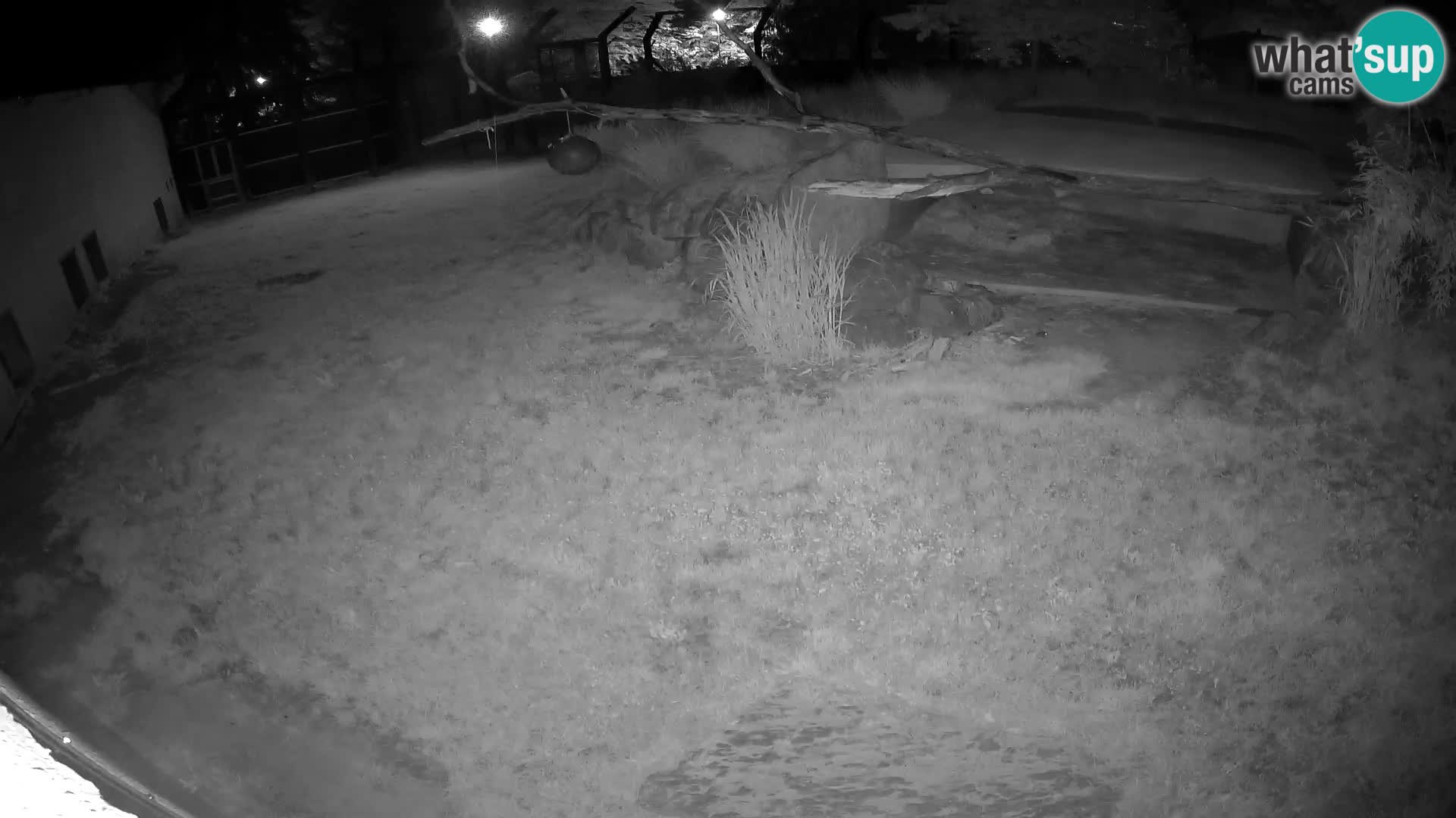 LEONE live Webcam nello zoo di Lubiana – Slovenia