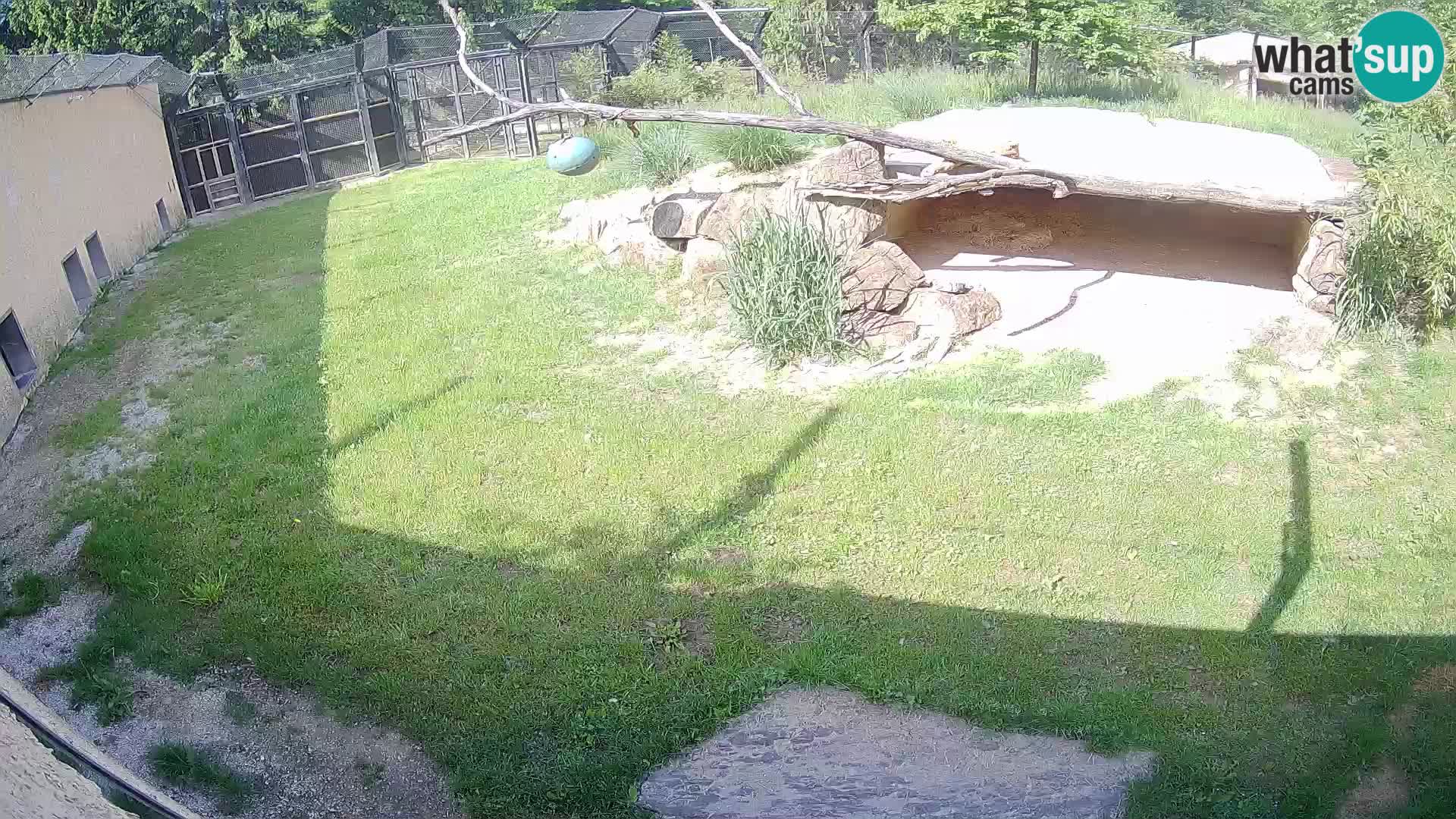 LION live Webcam in Ljubljana Zoo – Slovenia