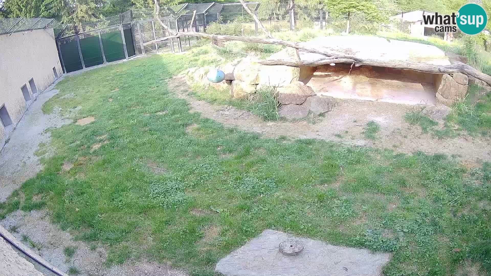 LION live Webcam in Ljubljana Zoo – Slovenia