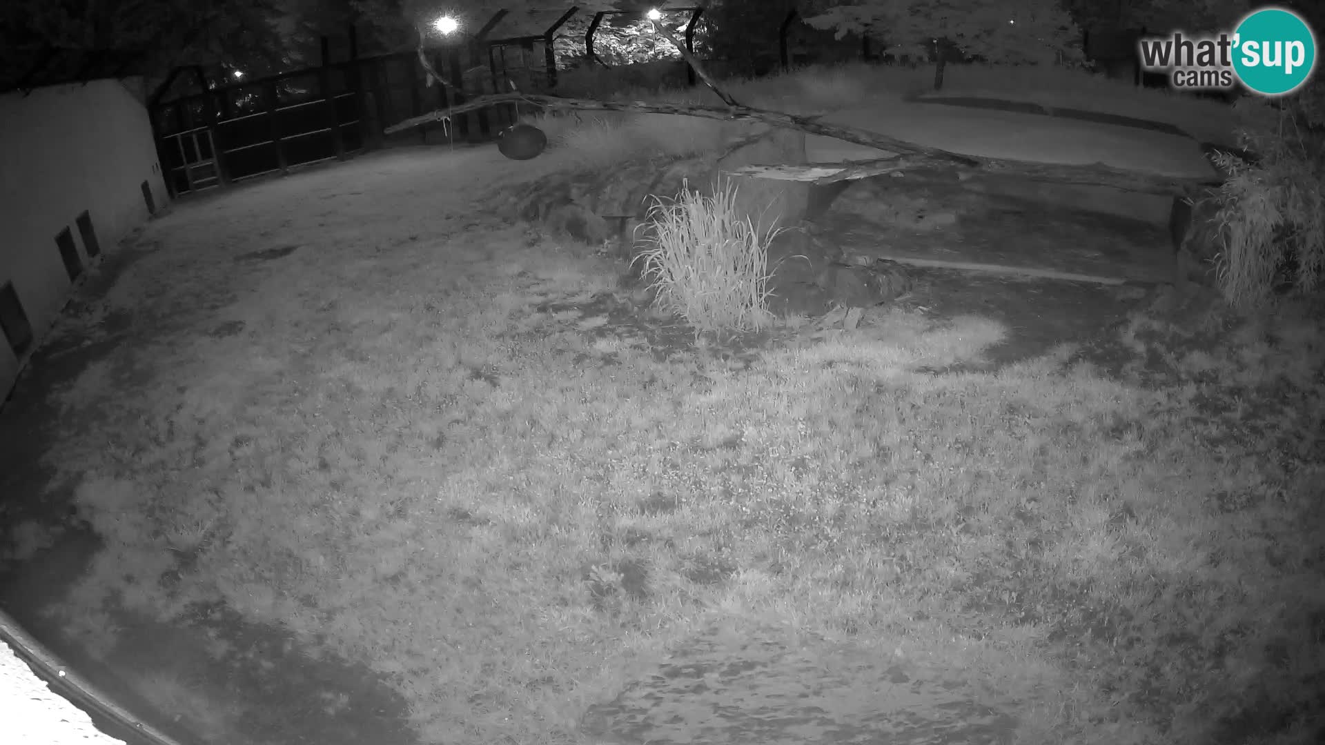 LEON Webcam en vivo en Ljubljana Zoo – Eslovenia