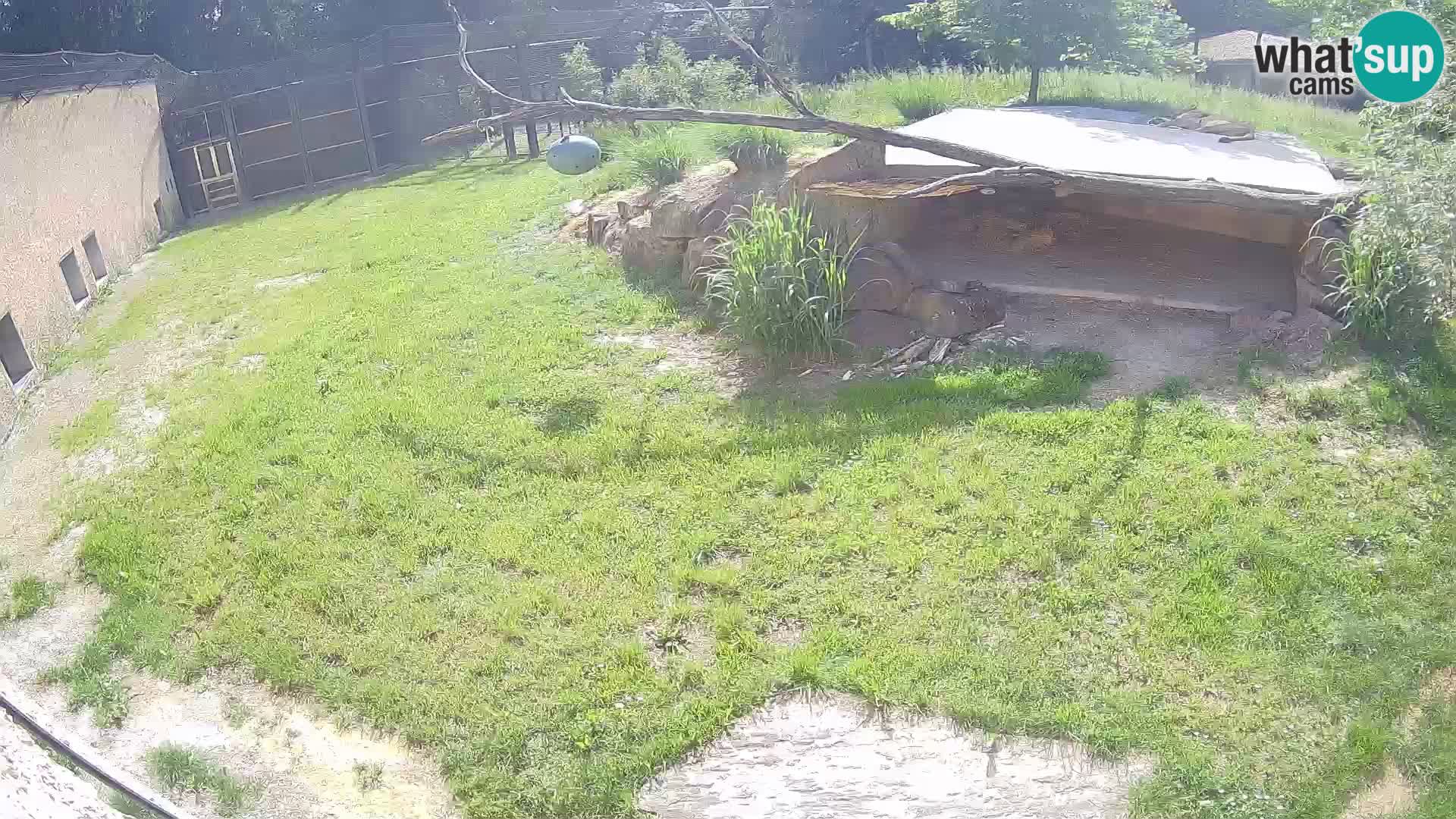 LEONE live Webcam nello zoo di Lubiana – Slovenia