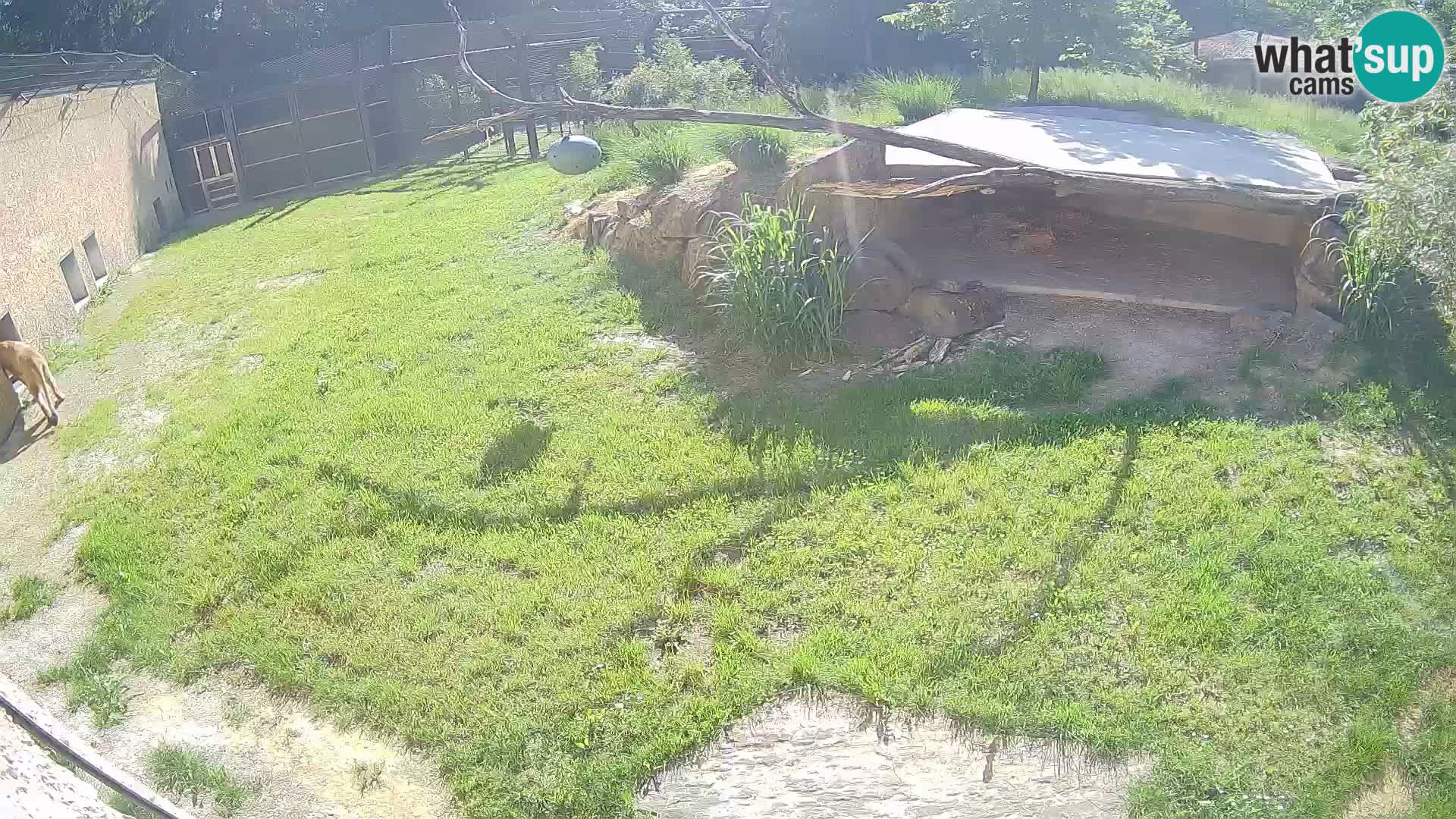 LION webcam en direct du zoo de Ljubljana – Slovénie