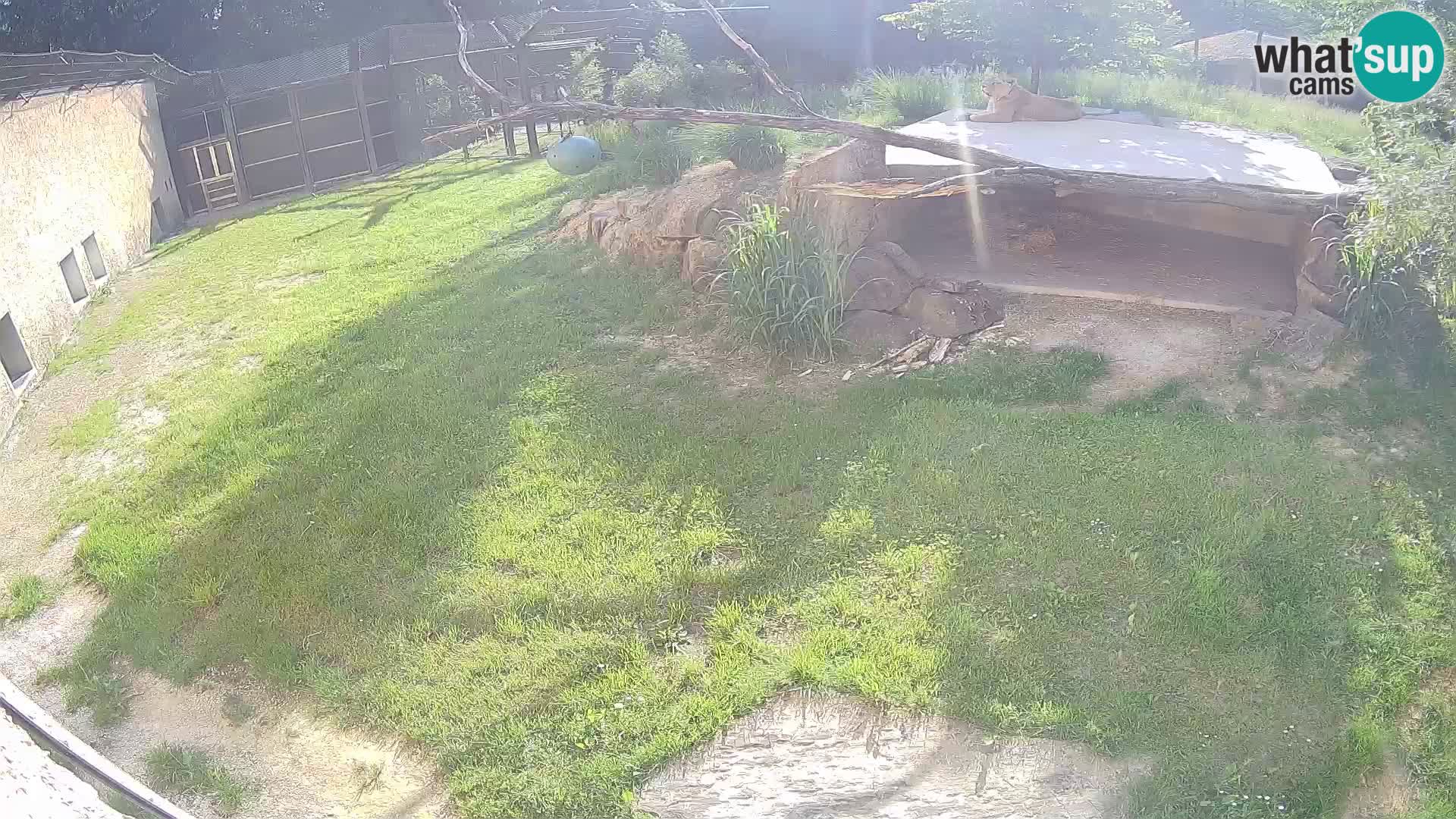 LION live Webcam in Ljubljana Zoo – Slovenia