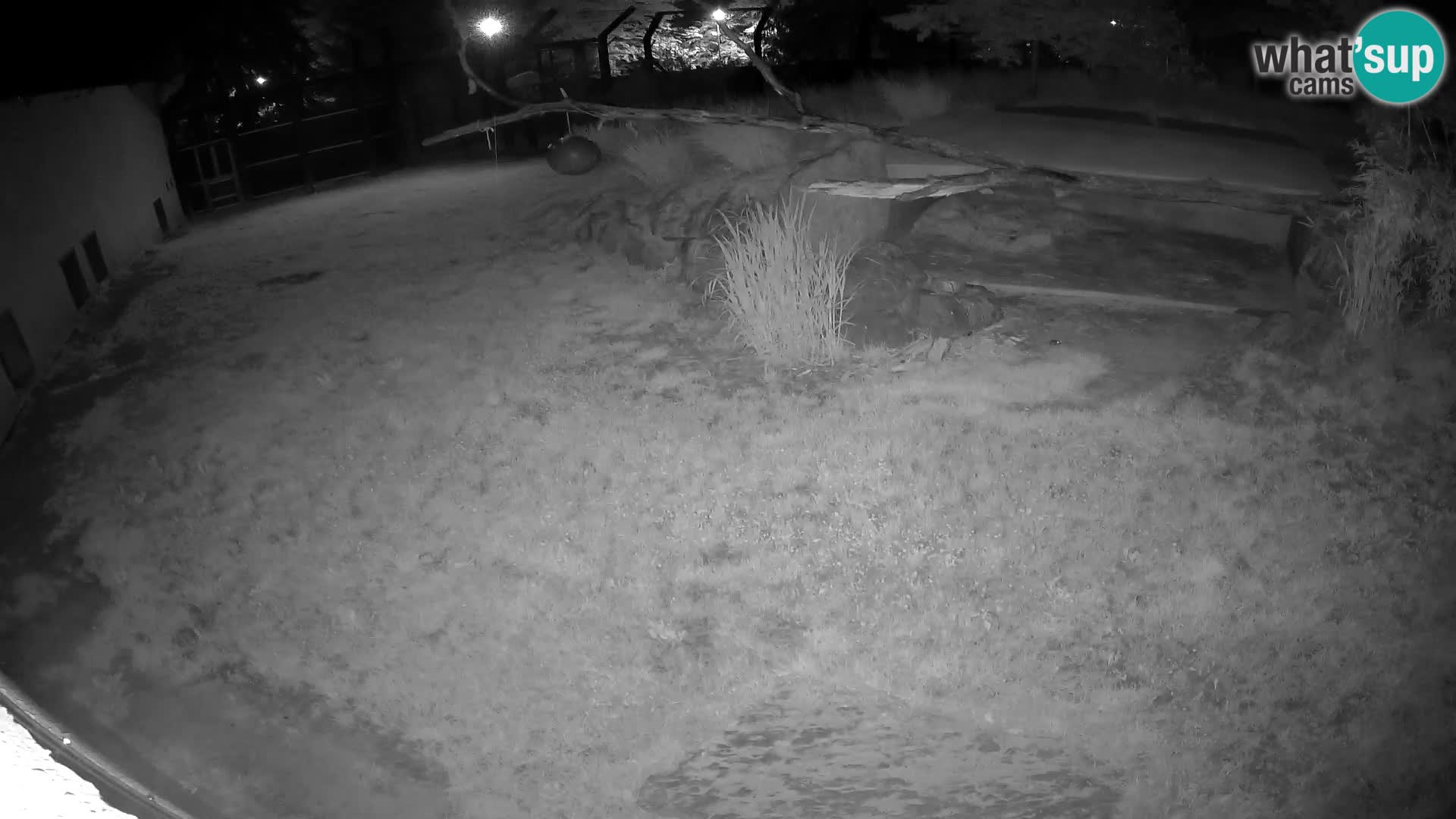 LEONE live Webcam nello zoo di Lubiana – Slovenia