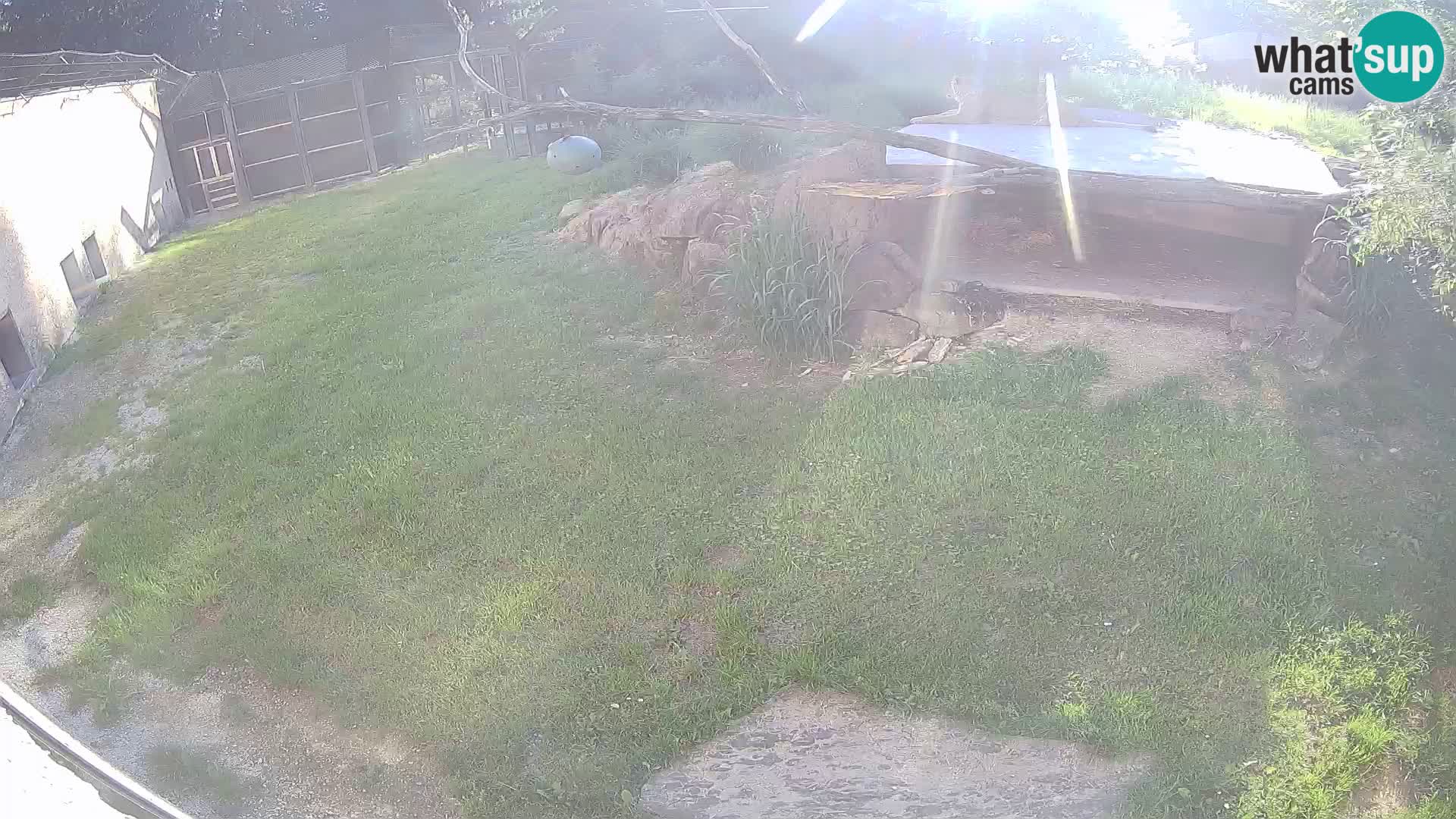 LEON Webcam en vivo en Ljubljana Zoo – Eslovenia