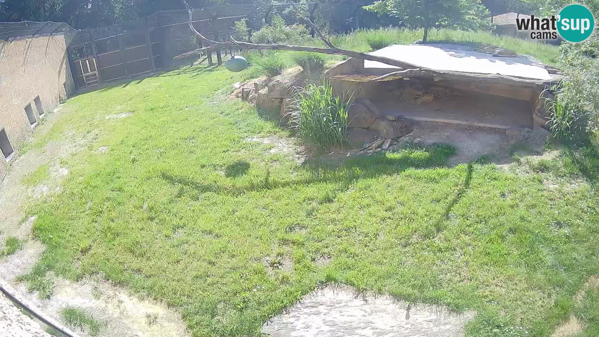 Lavovi web kamera uživo u ljubljanskom zoološkom vrtu – Slovenija