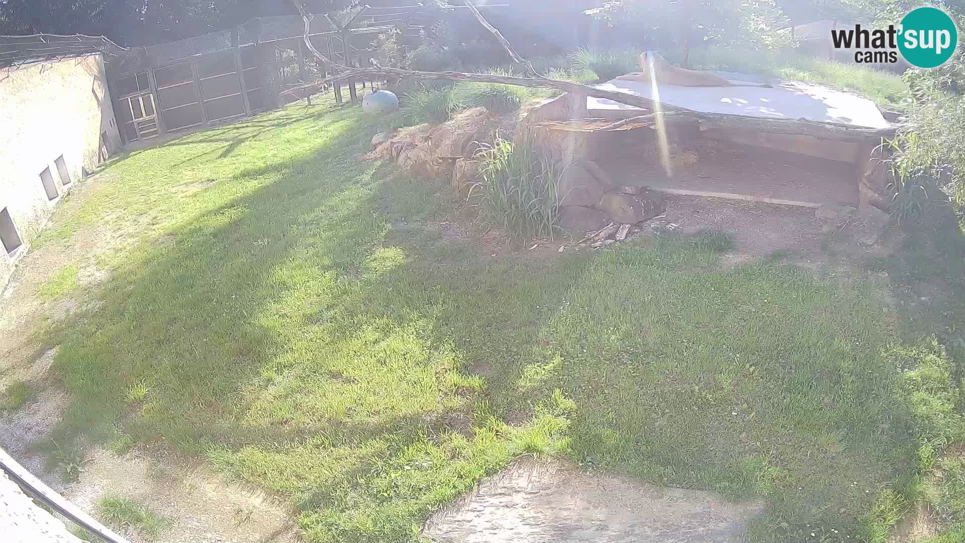 Löwe live Webcam im Zoo von Ljubljana – Slowenien