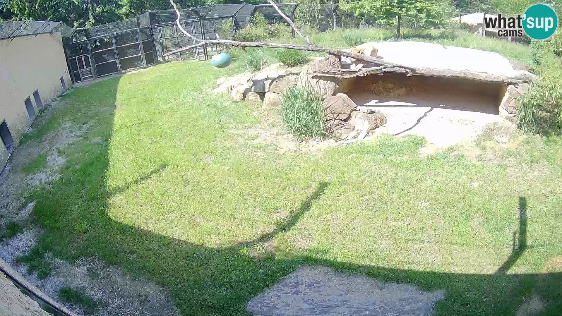 LION live Webcam in Ljubljana Zoo – Slovenia