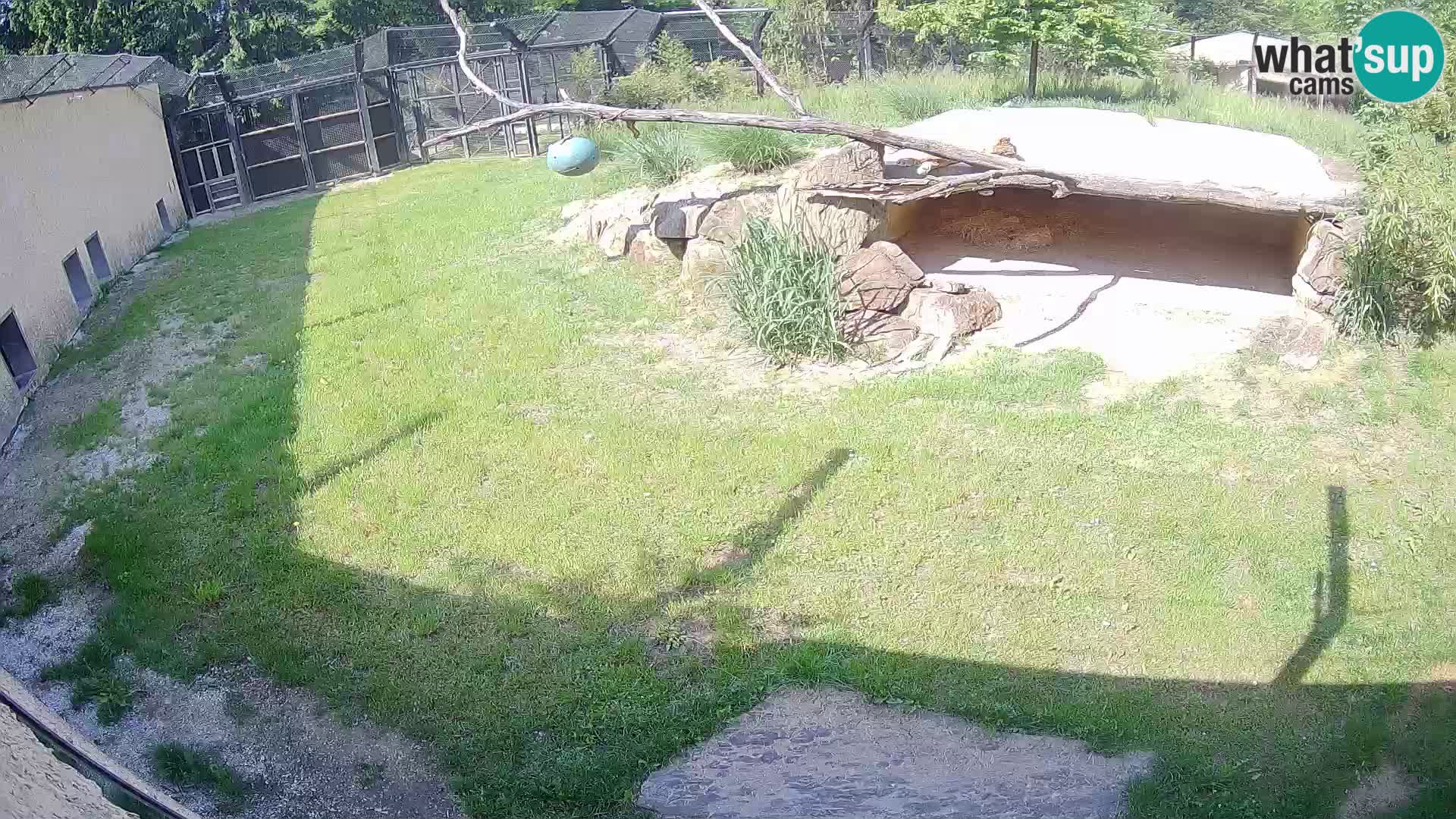 Lavovi web kamera uživo u ljubljanskom zoološkom vrtu – Slovenija