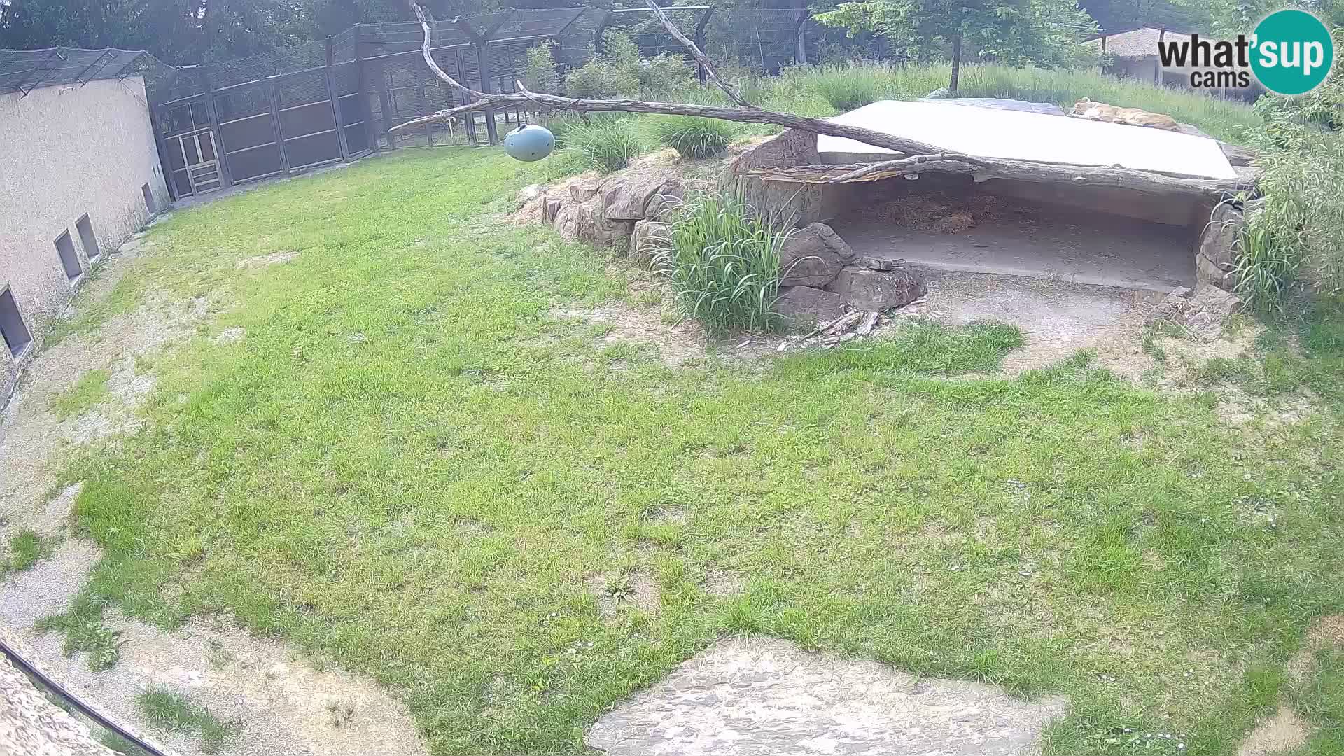 LEVI spletna kamera v živalskem vrtu Ljubljana Zoo