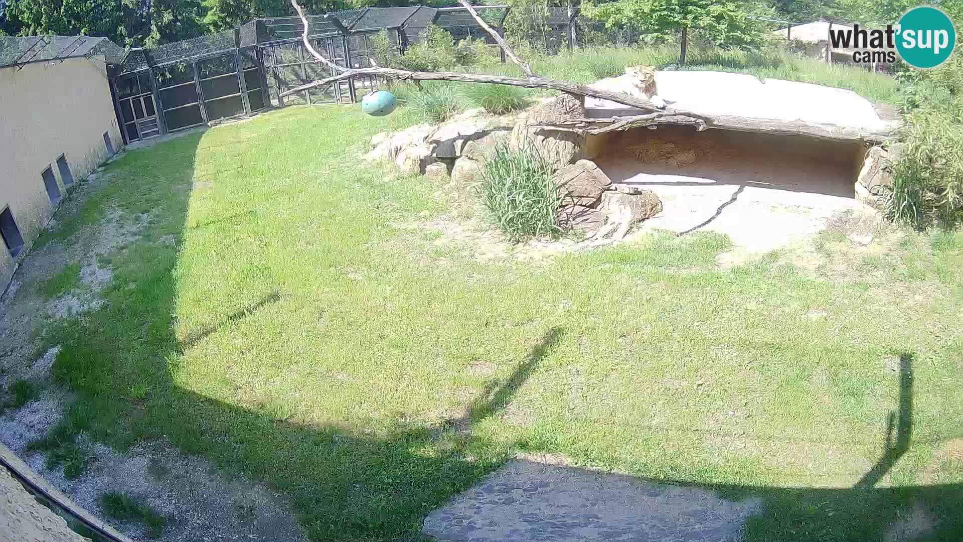 LEVI spletna kamera v živalskem vrtu Ljubljana Zoo
