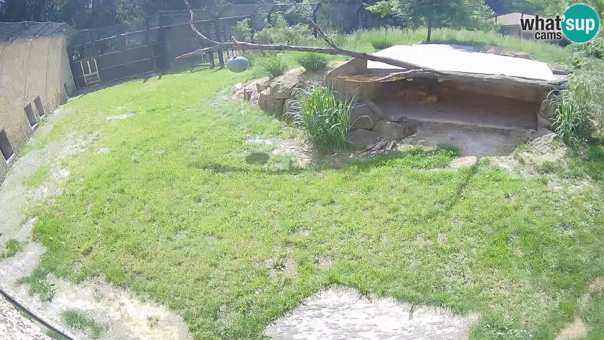 LEONE live Webcam nello zoo di Lubiana – Slovenia