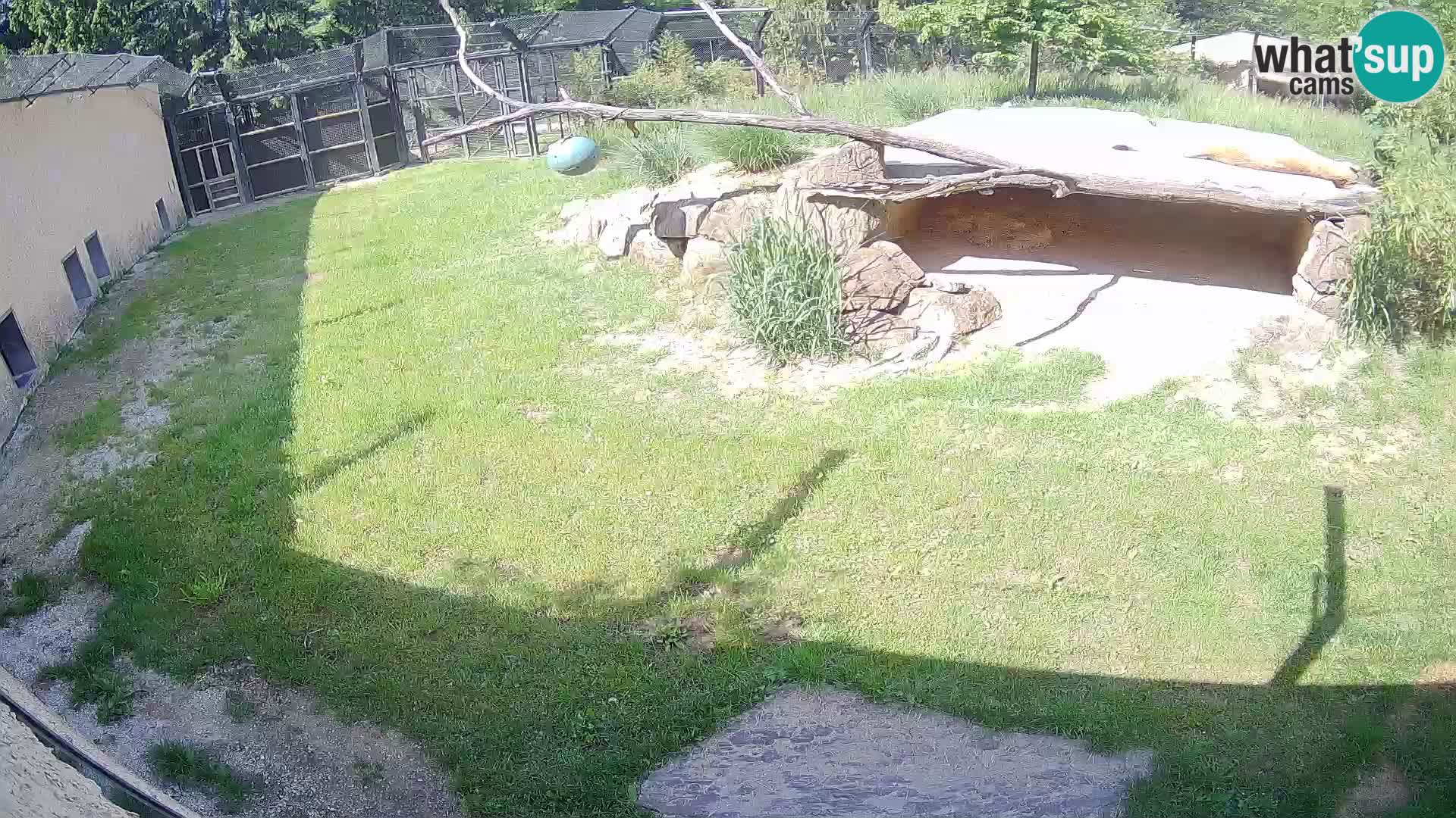 LEONE live Webcam nello zoo di Lubiana – Slovenia