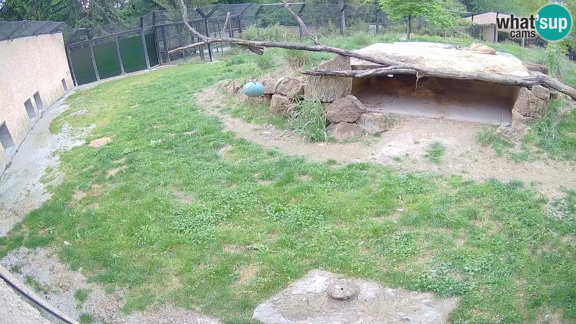 Löwe live Webcam im Zoo von Ljubljana – Slowenien