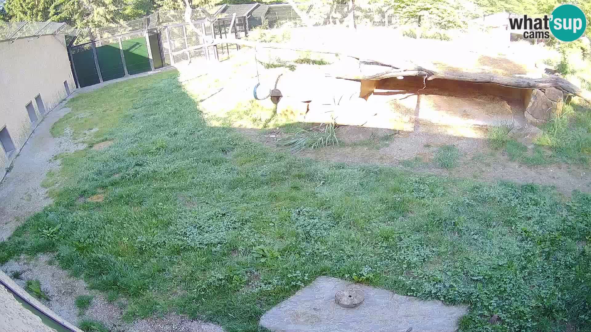 Löwe live Webcam im Zoo von Ljubljana – Slowenien