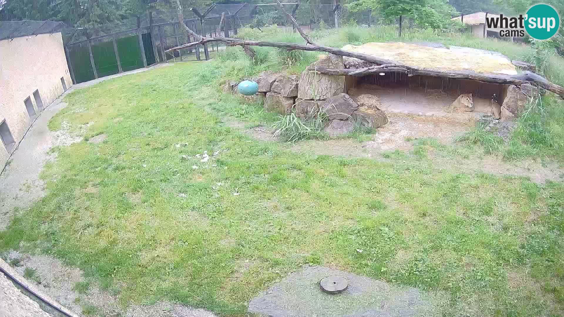 LEON Webcam en vivo en Ljubljana Zoo – Eslovenia