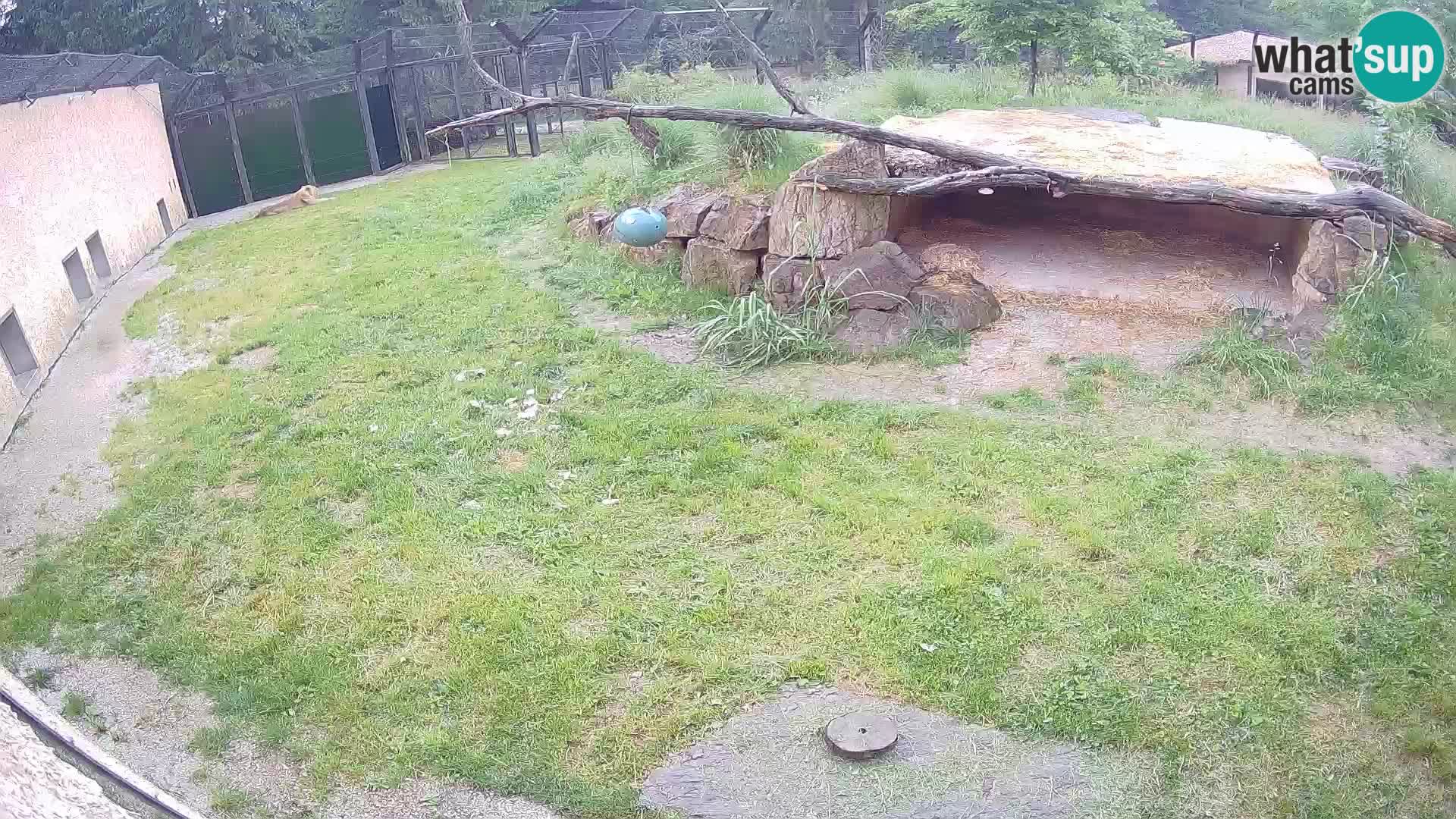 LION webcam en direct du zoo de Ljubljana – Slovénie