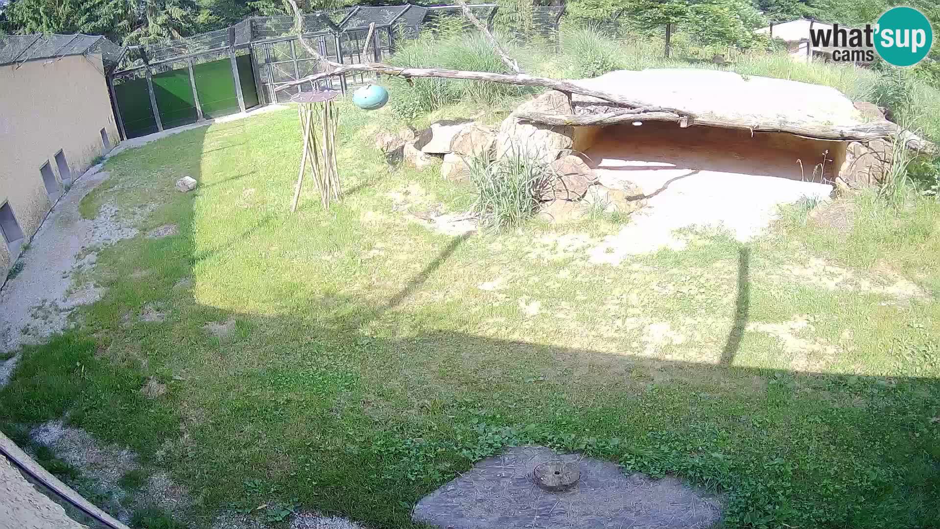Lavovi web kamera uživo u ljubljanskom zoološkom vrtu – Slovenija