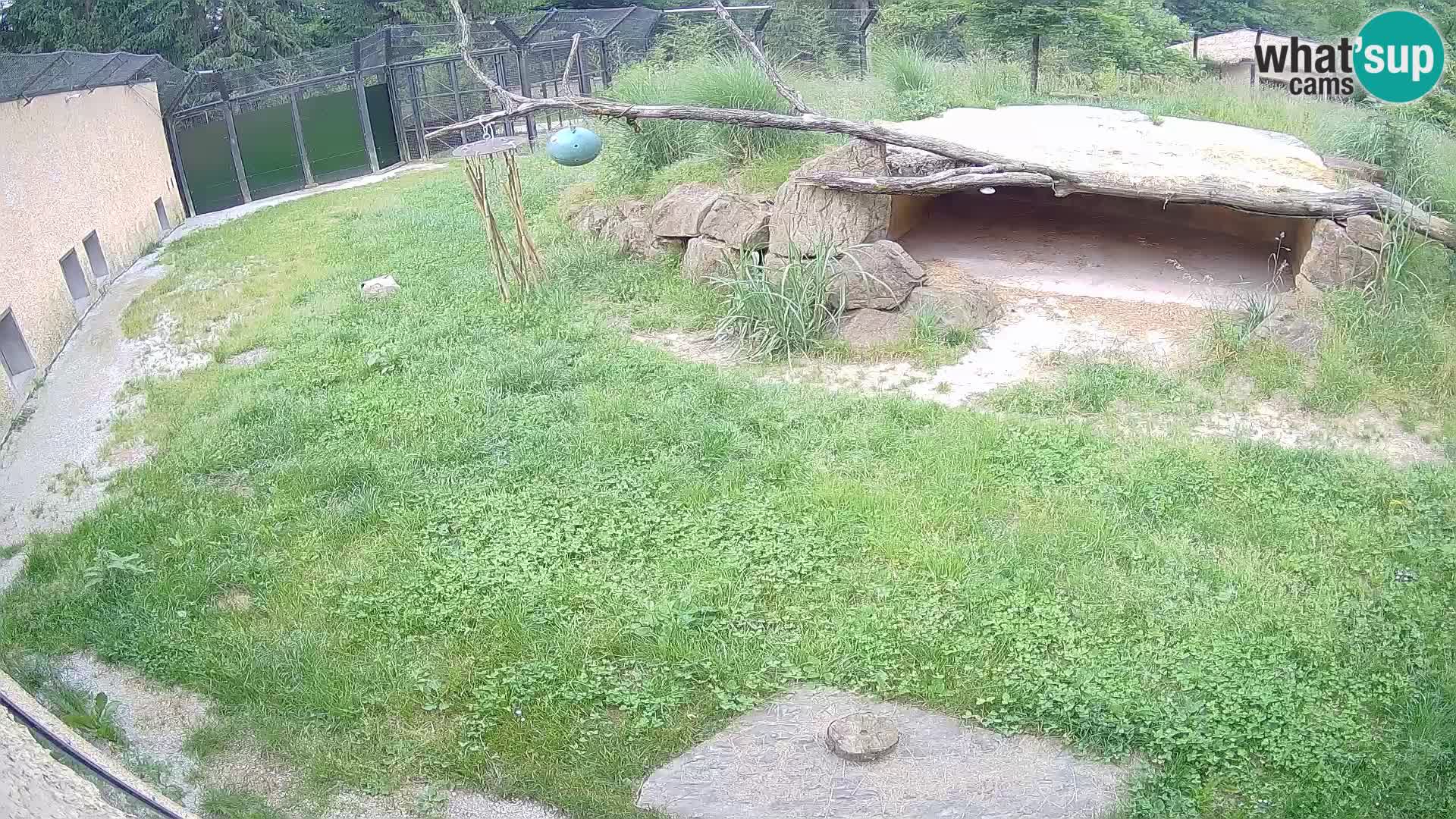 LEONE live Webcam nello zoo di Lubiana – Slovenia