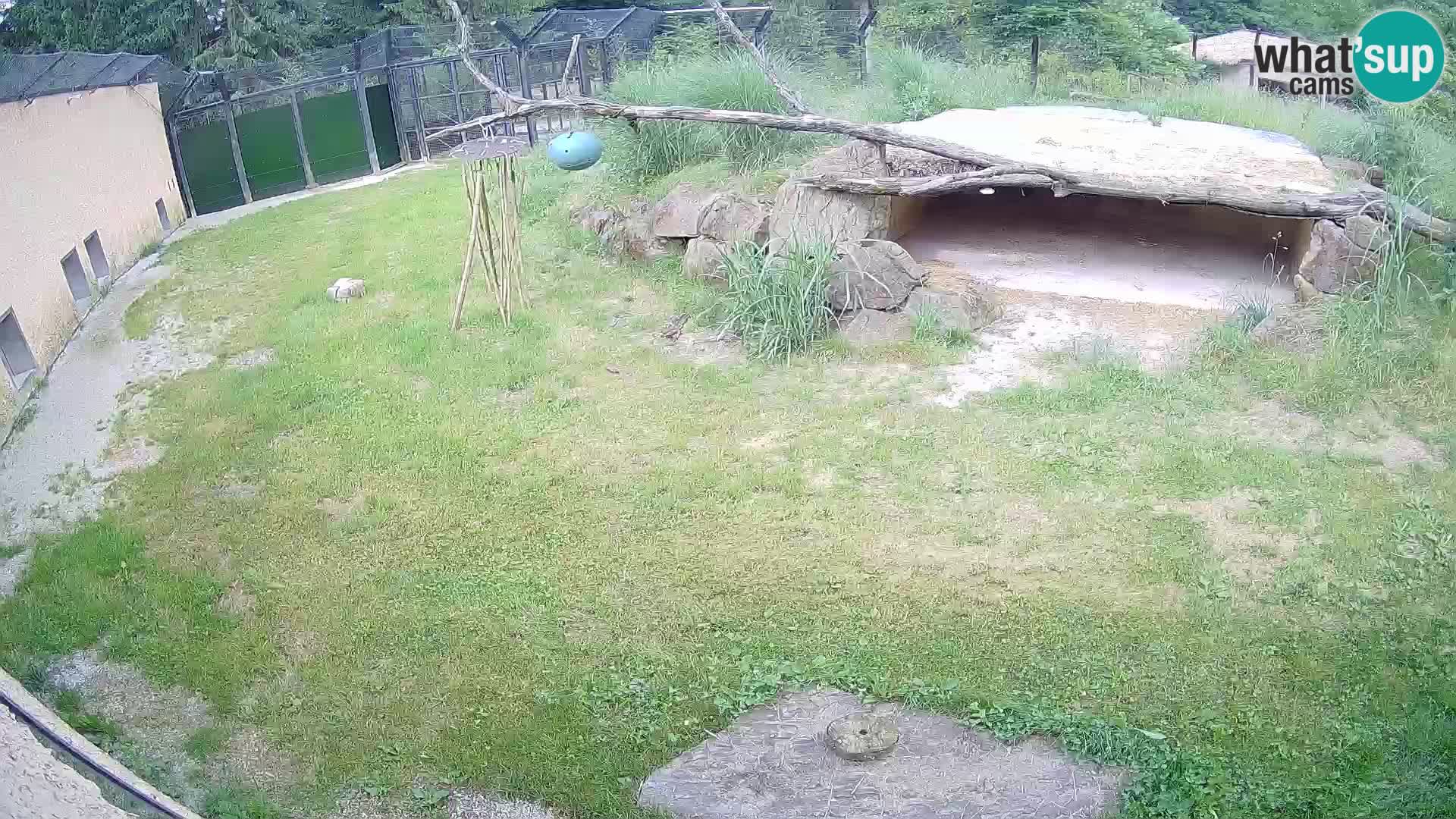 LION live Webcam in Ljubljana Zoo – Slovenia