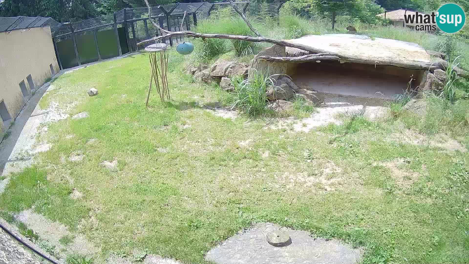 LEVI spletna kamera v živalskem vrtu Ljubljana Zoo