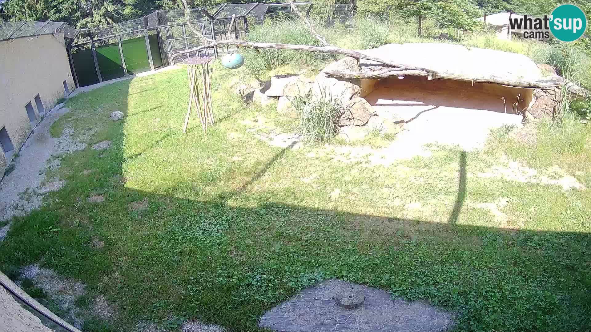 LEON Webcam en vivo en Ljubljana Zoo – Eslovenia