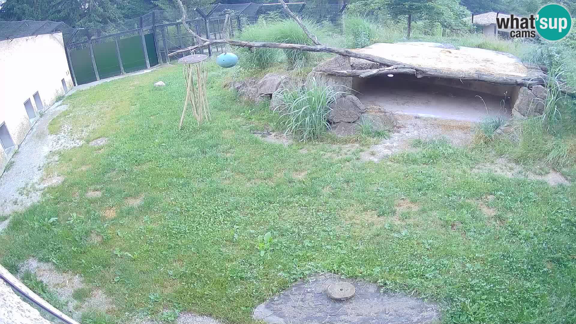 Lavovi web kamera uživo u ljubljanskom zoološkom vrtu – Slovenija