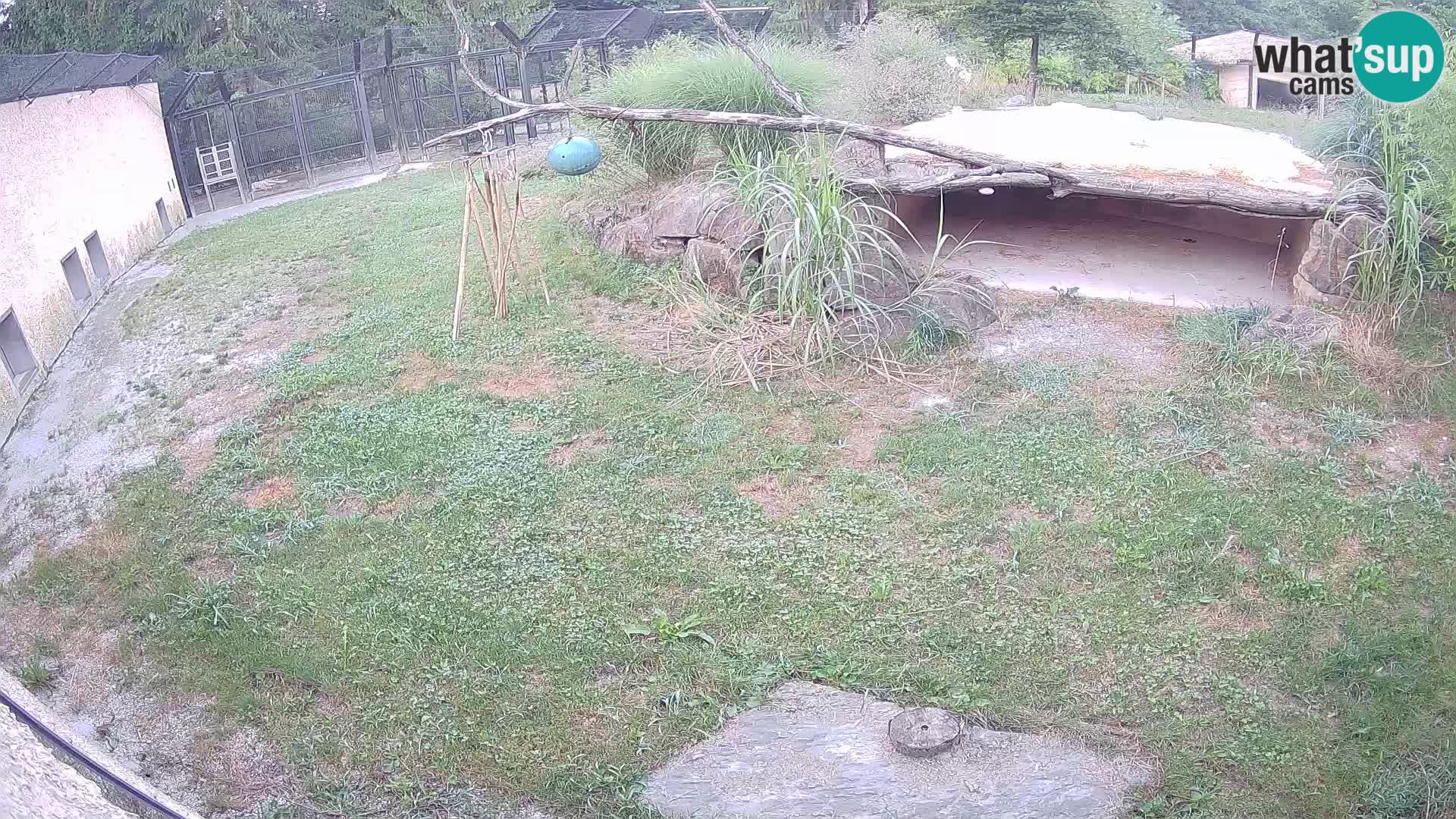 LEONE live Webcam nello zoo di Lubiana – Slovenia