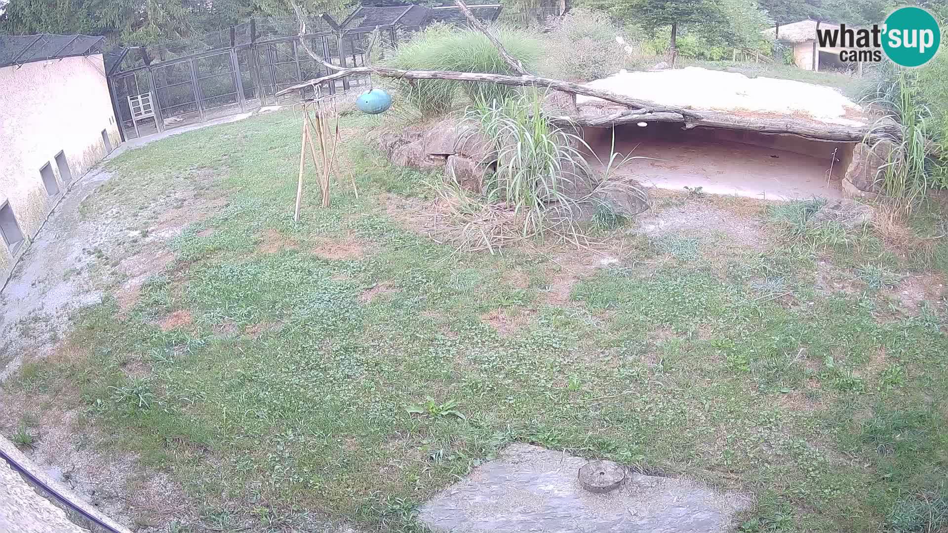 LION live Webcam in Ljubljana Zoo – Slovenia