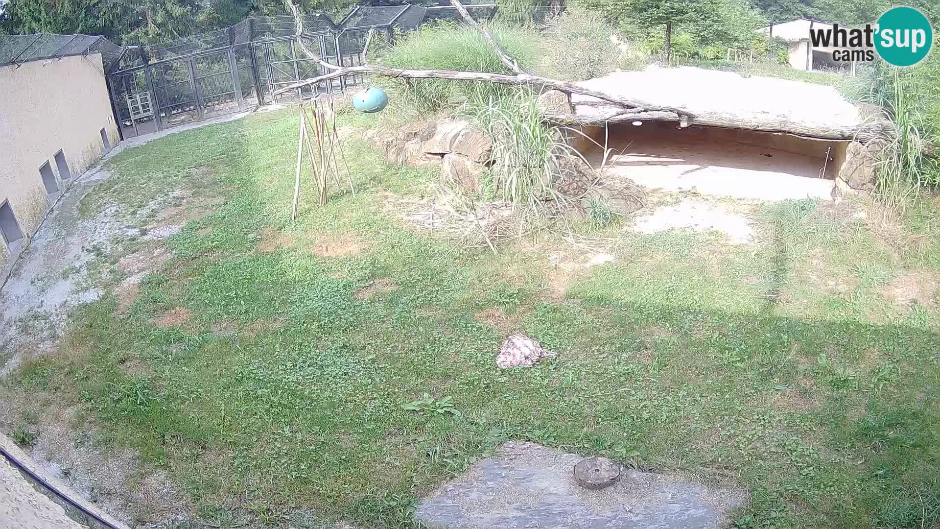 LEONE live Webcam nello zoo di Lubiana – Slovenia