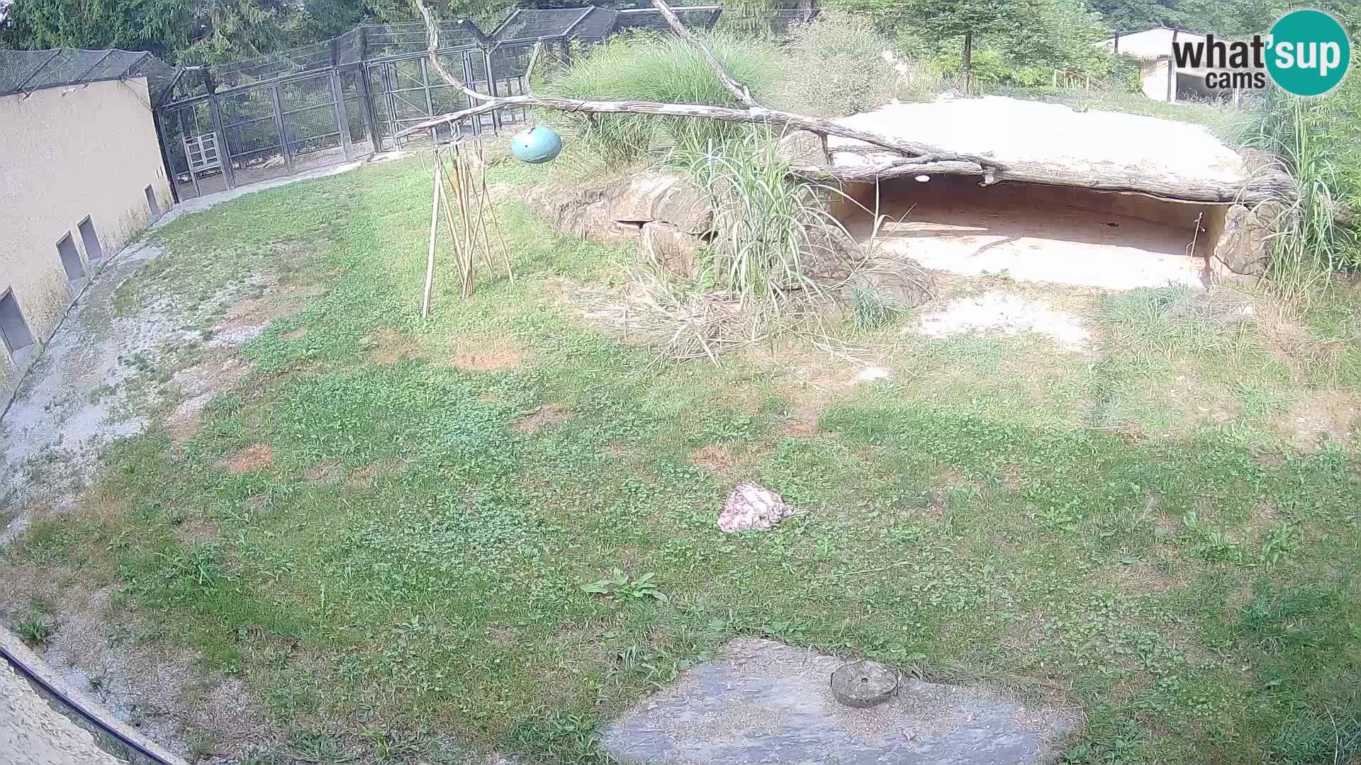 LEONE live Webcam nello zoo di Lubiana – Slovenia