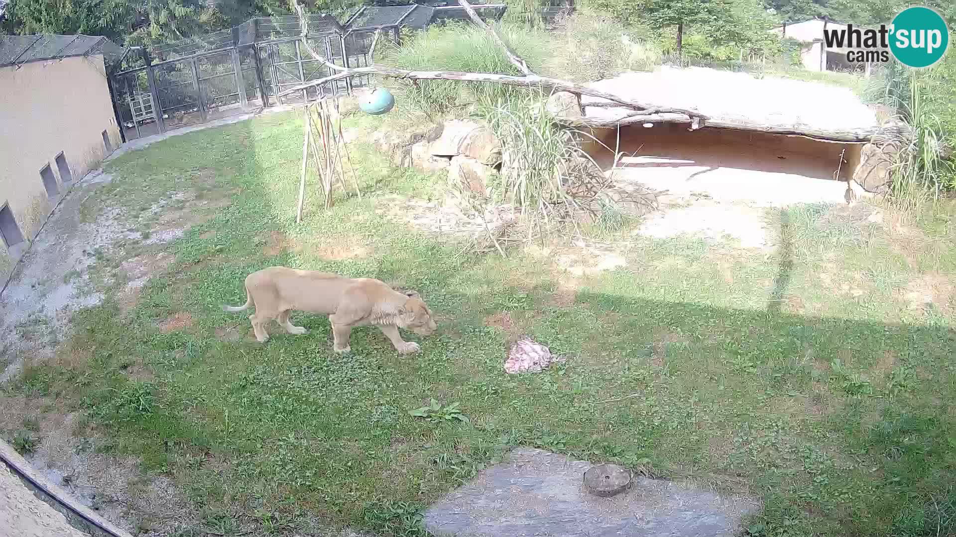 Lavovi web kamera uživo u ljubljanskom zoološkom vrtu – Slovenija