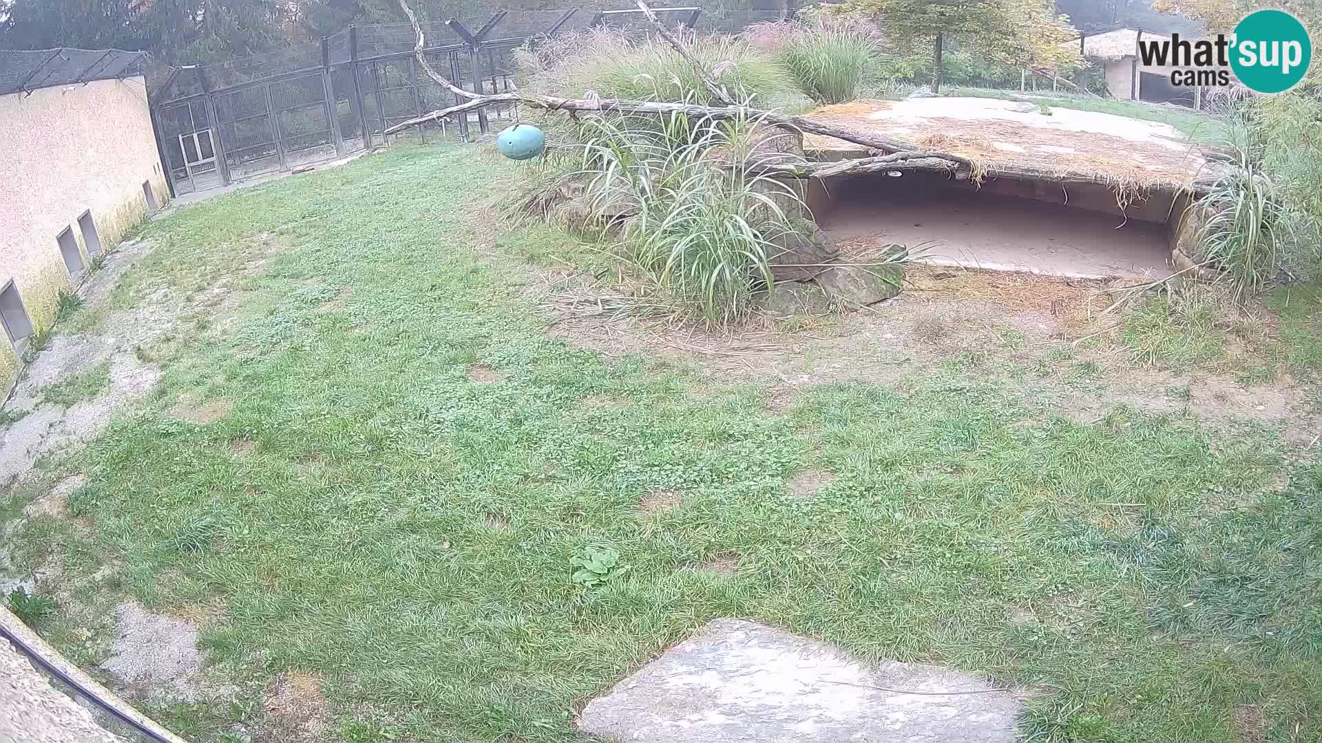 LION webcam en direct du zoo de Ljubljana – Slovénie