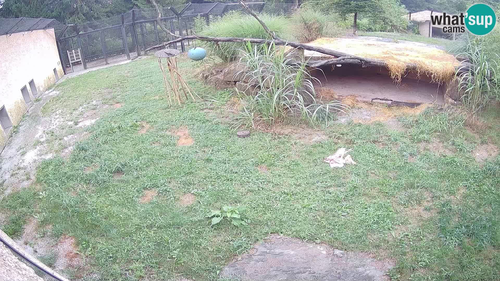 LION webcam en direct du zoo de Ljubljana – Slovénie