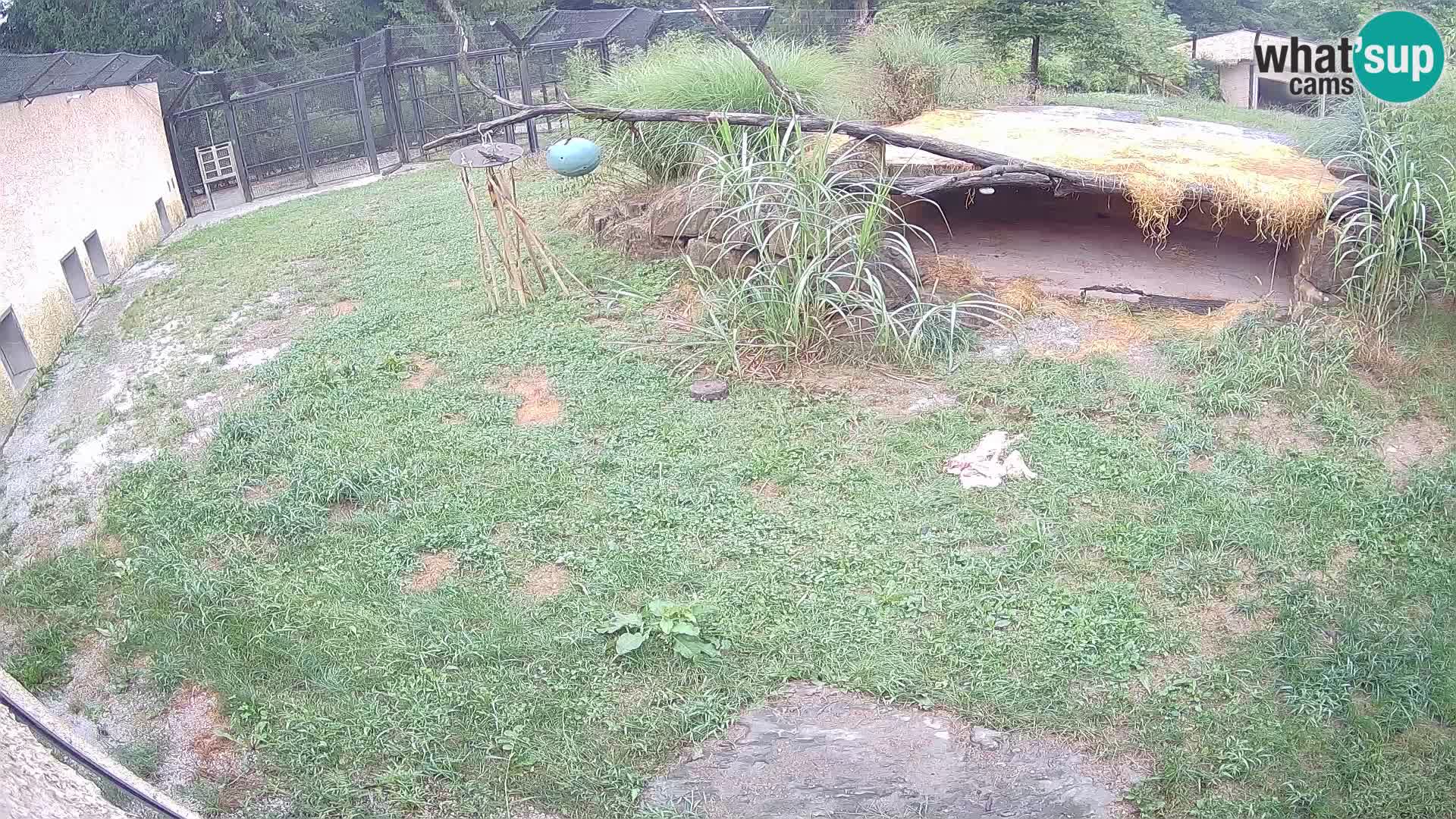 Löwe live Webcam im Zoo von Ljubljana – Slowenien