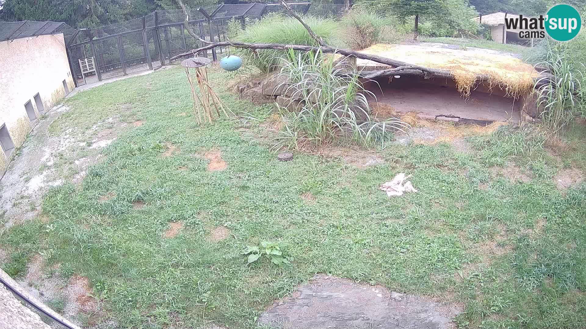 LION live Webcam in Ljubljana Zoo – Slovenia