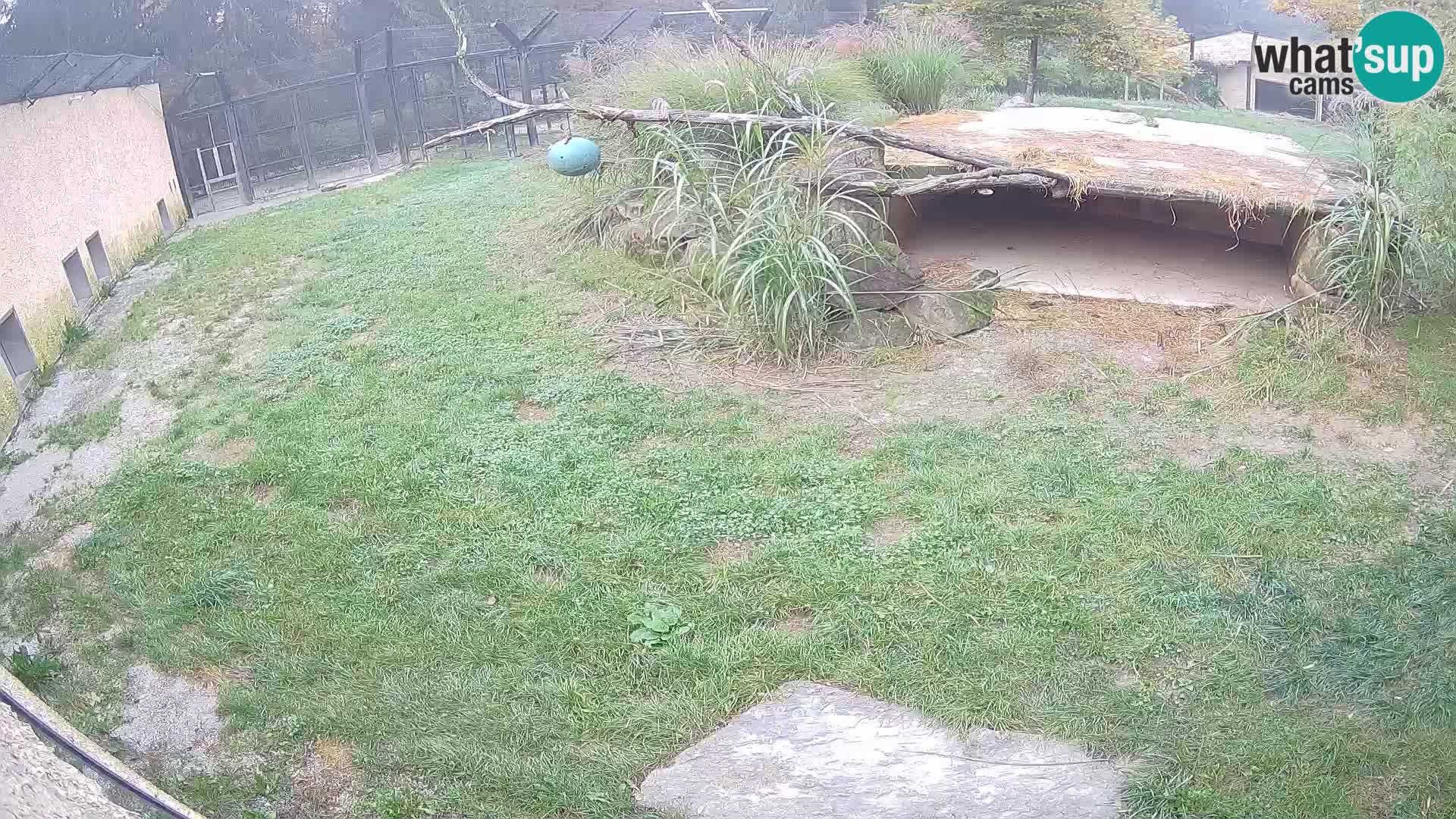 LEONE live Webcam nello zoo di Lubiana – Slovenia