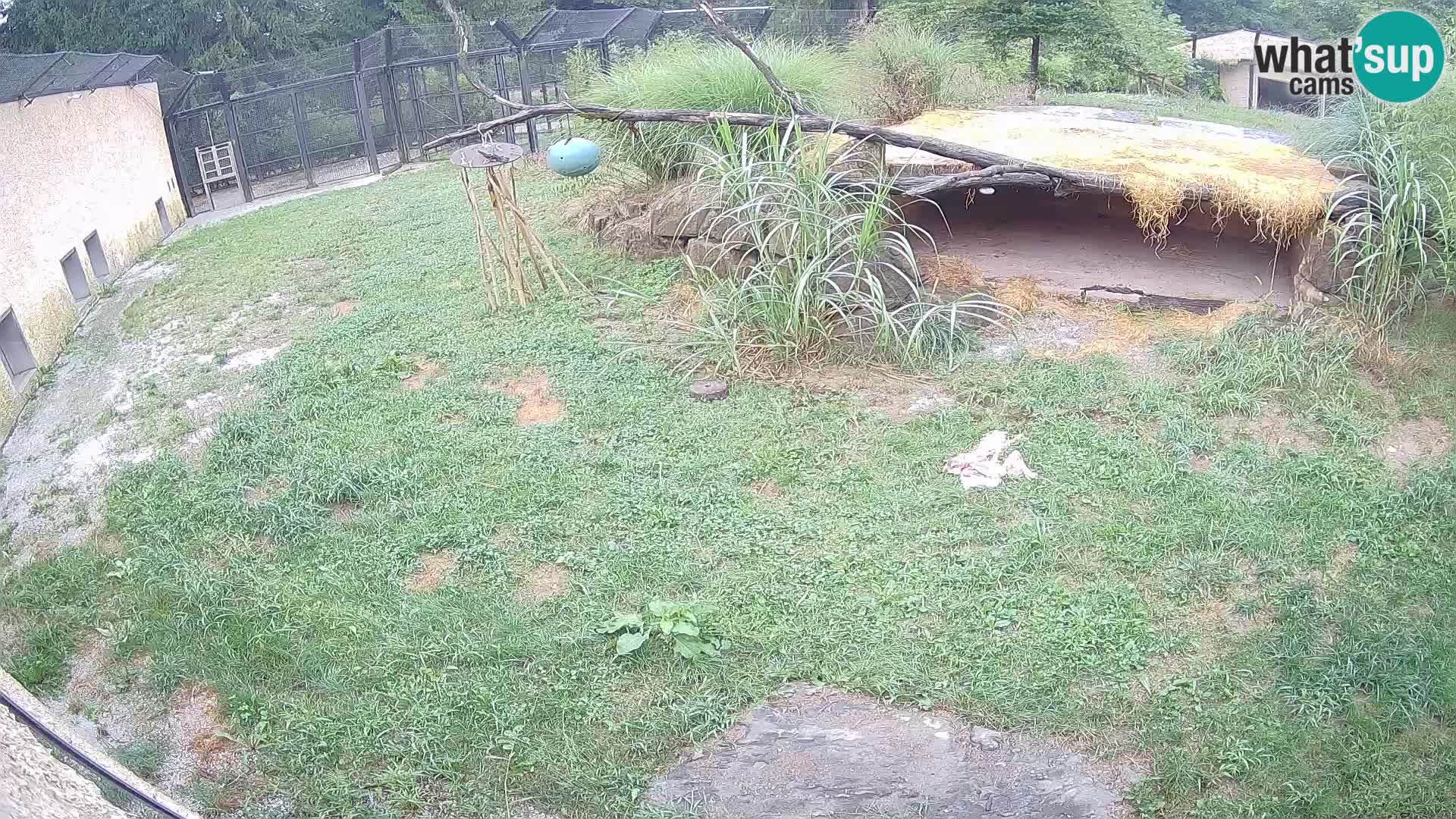 LION webcam en direct du zoo de Ljubljana – Slovénie